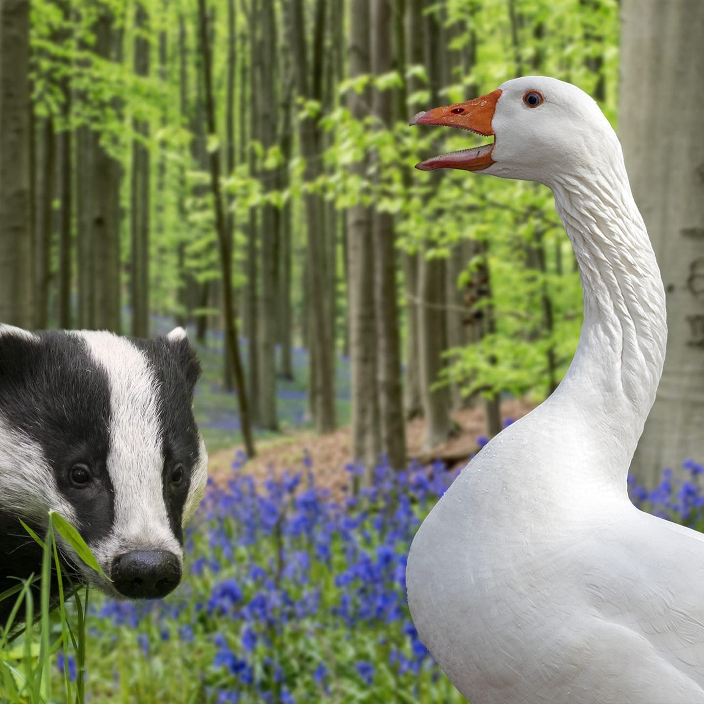 Die Tierdocs: Dachs und Gans bewegen sich nicht episode artwork