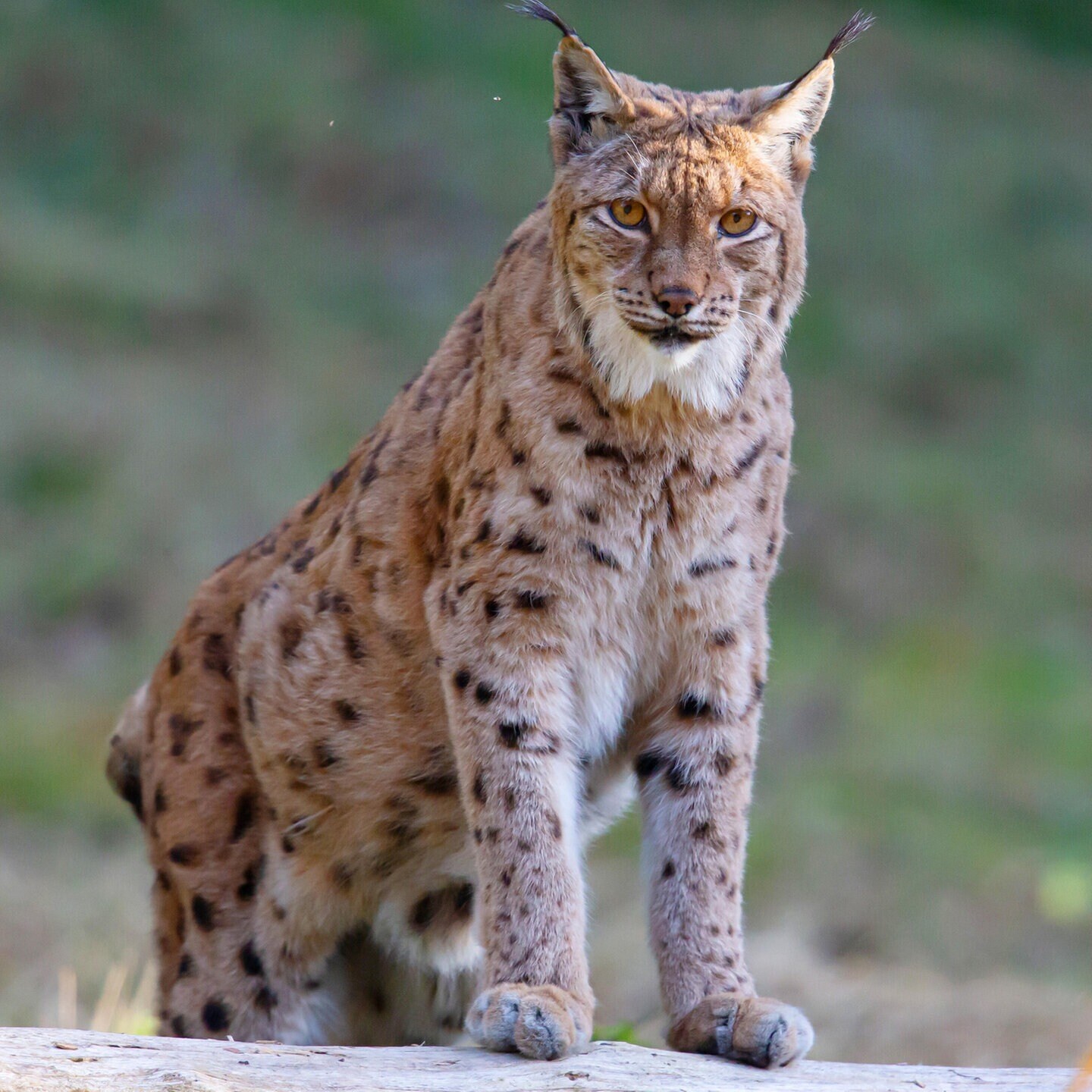 Die Tierdocs: Luchs fuchtelt herum episode artwork