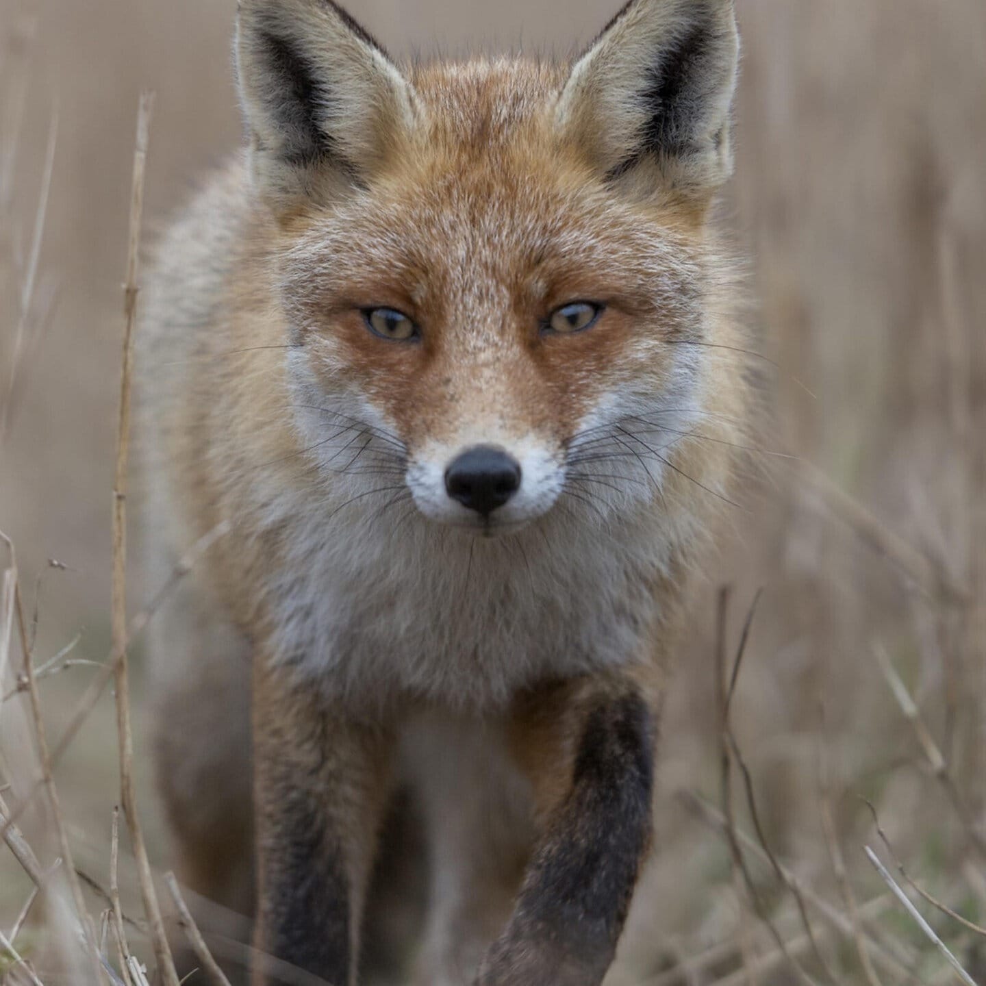 Die Tierdocs: Stiller Fuchs ohne Geld episode artwork