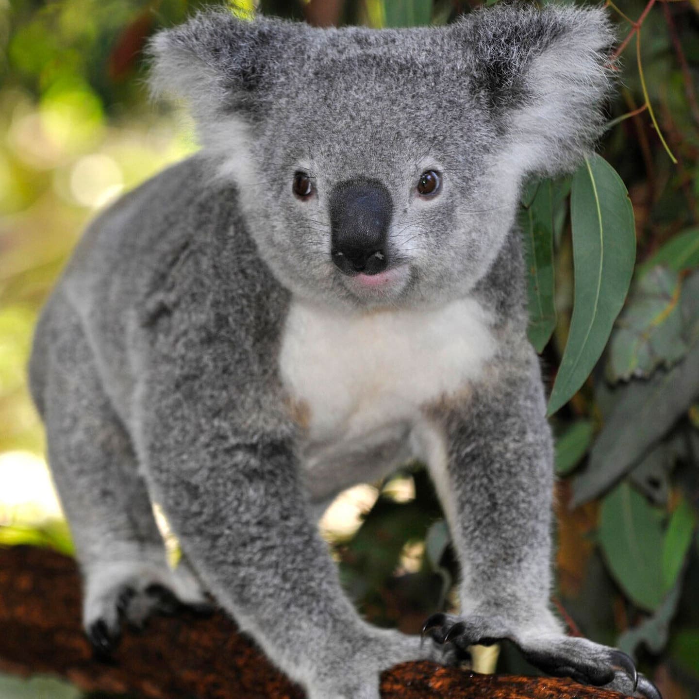 Die Tierdocs: Koala hat glänzende Lippen episode artwork
