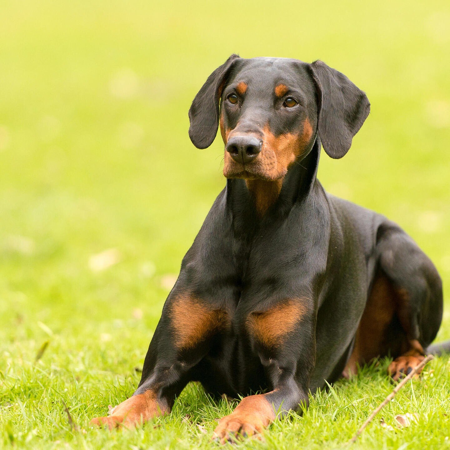 Die Tierdocs: Dobermann schläft nicht episode artwork