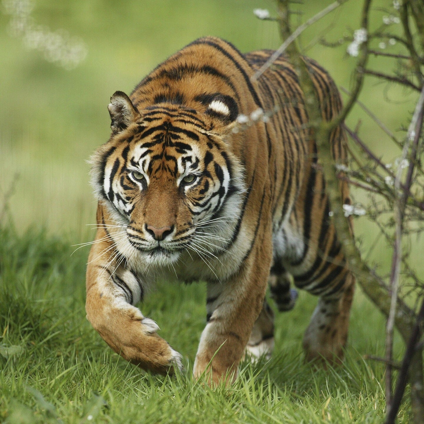 Die Tierdocs: Tiger jagt Schnäppchen episode artwork