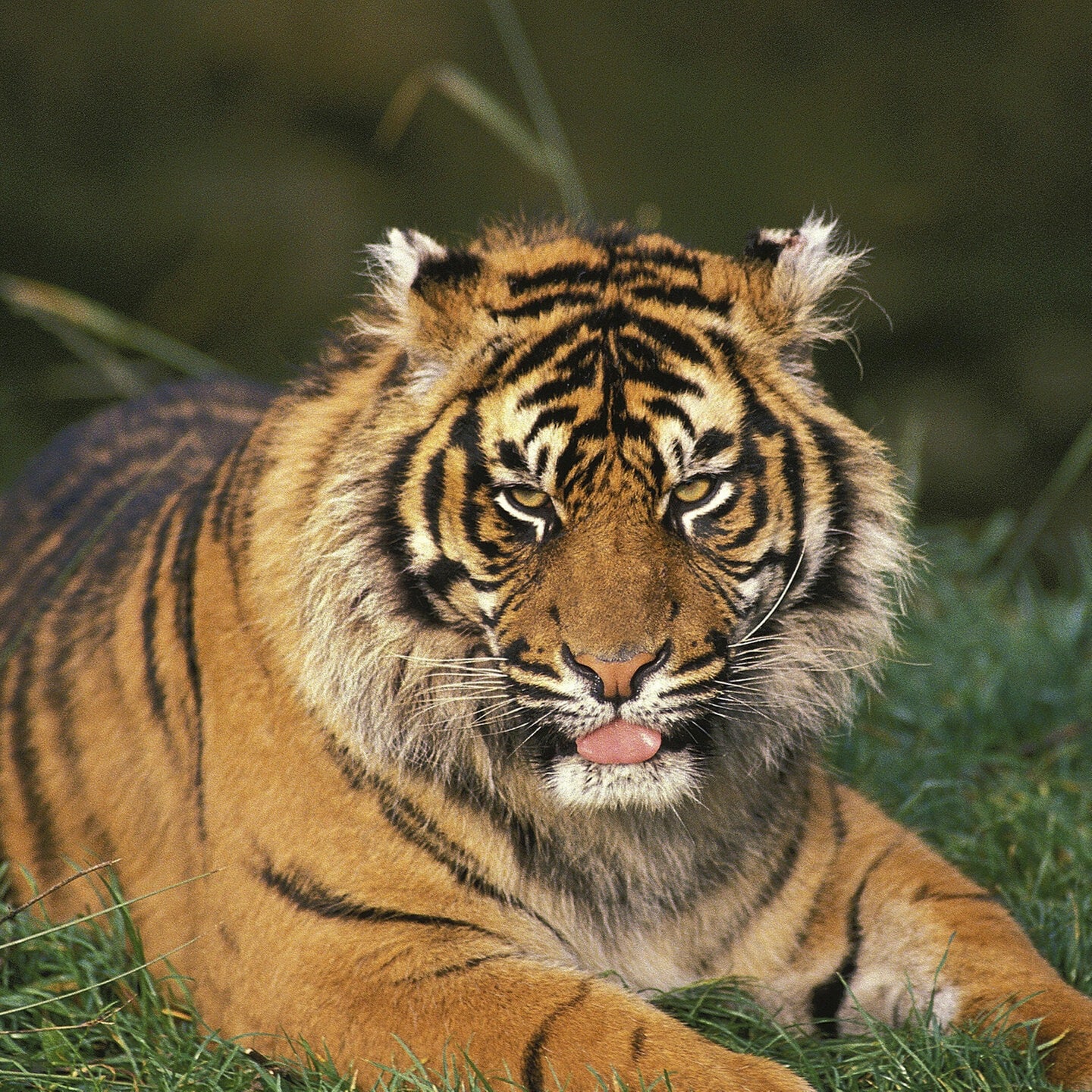 Die Tierdocs: Tiger ist nie zu Hause episode artwork