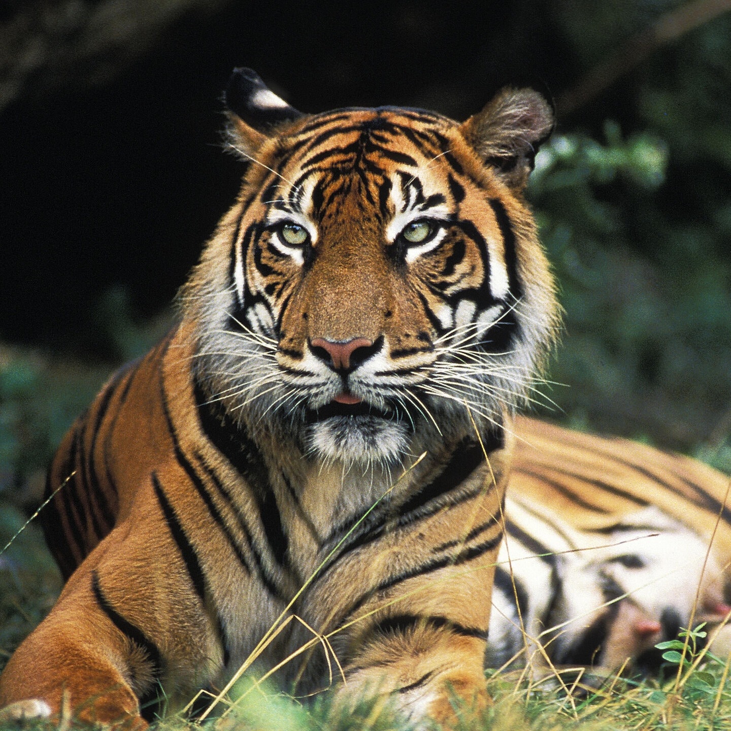 Die Tierdocs: Tiger stylt sich episode artwork