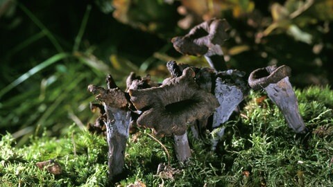 Die Totentrompete ist Pilz, der aussieht wie aus dem Horrorfilm. Ihr könnt ihn aber sammeln und essen.