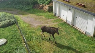 Der Elch im Schwarzwald tummelt sich zwischen Garagen beim Kinzigtal ...