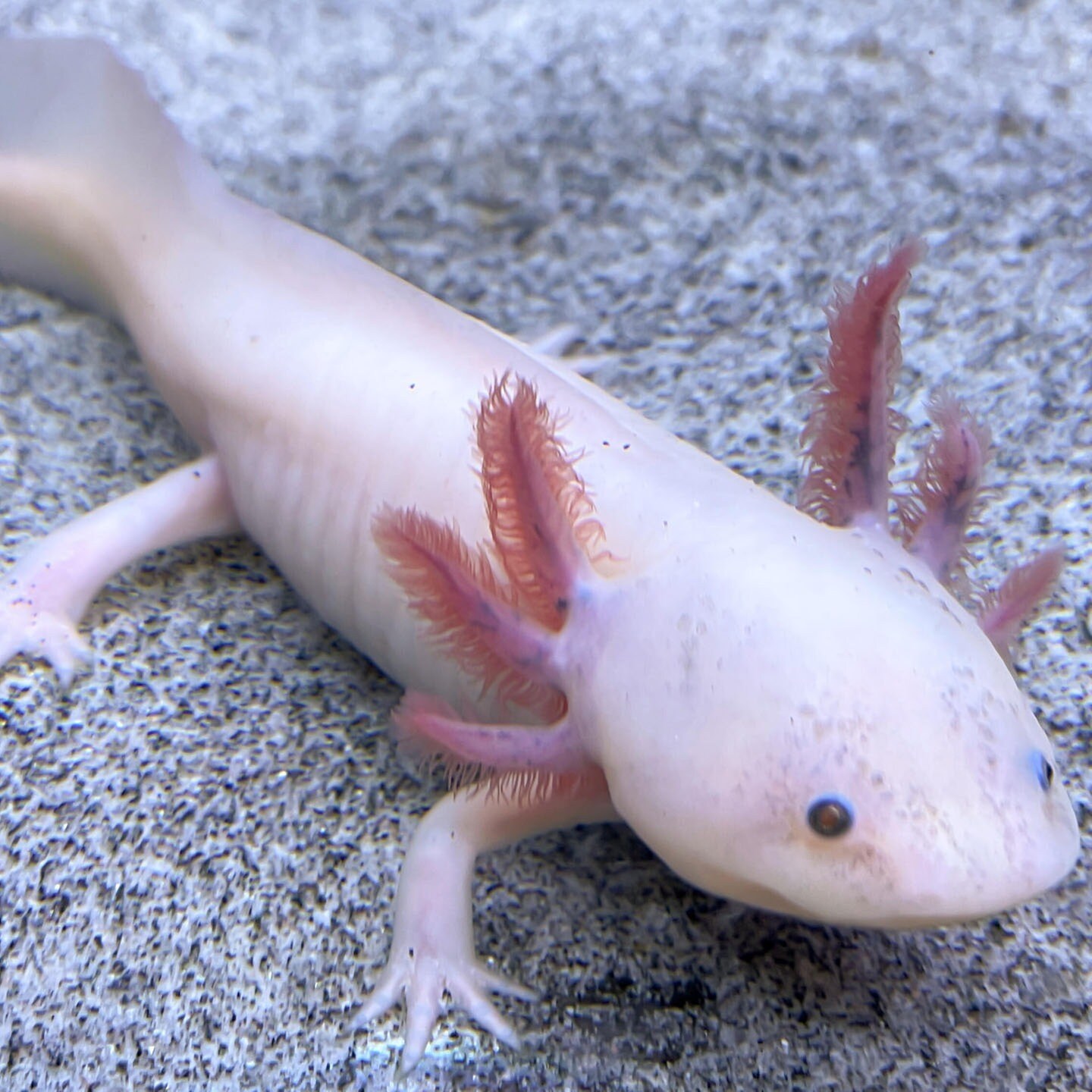 Die Tierdocs: Axolotl bricht ab episode artwork