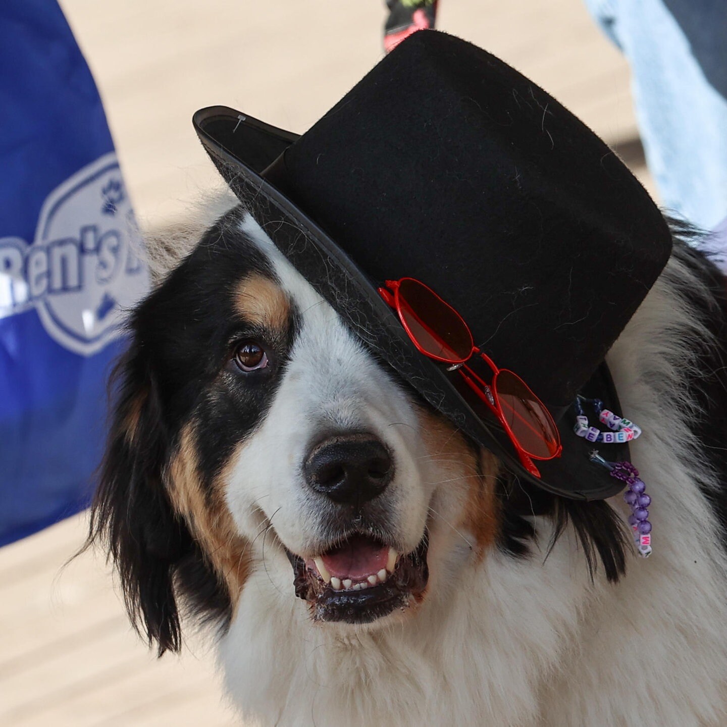 Die Tierdocs : Collie leiht sich alles aus episode artwork