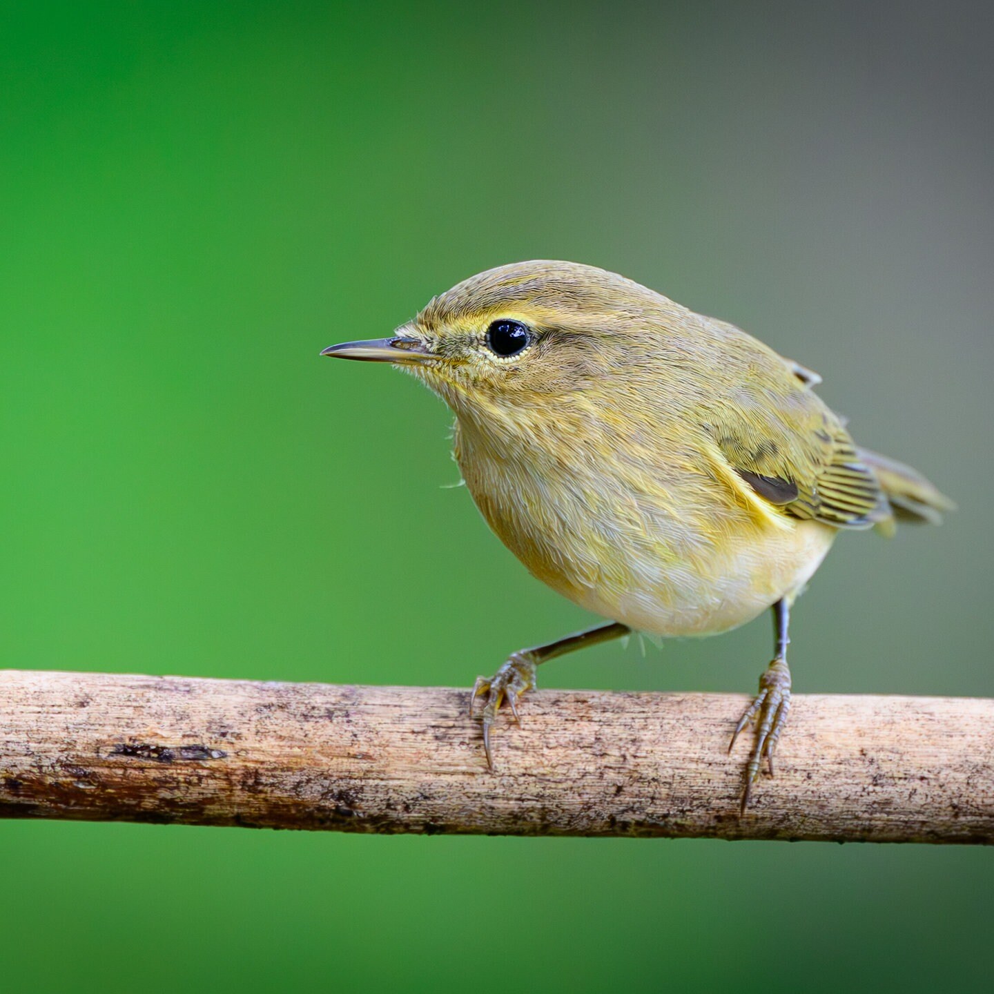 Die Tierdocs: Vogel kann singen episode artwork