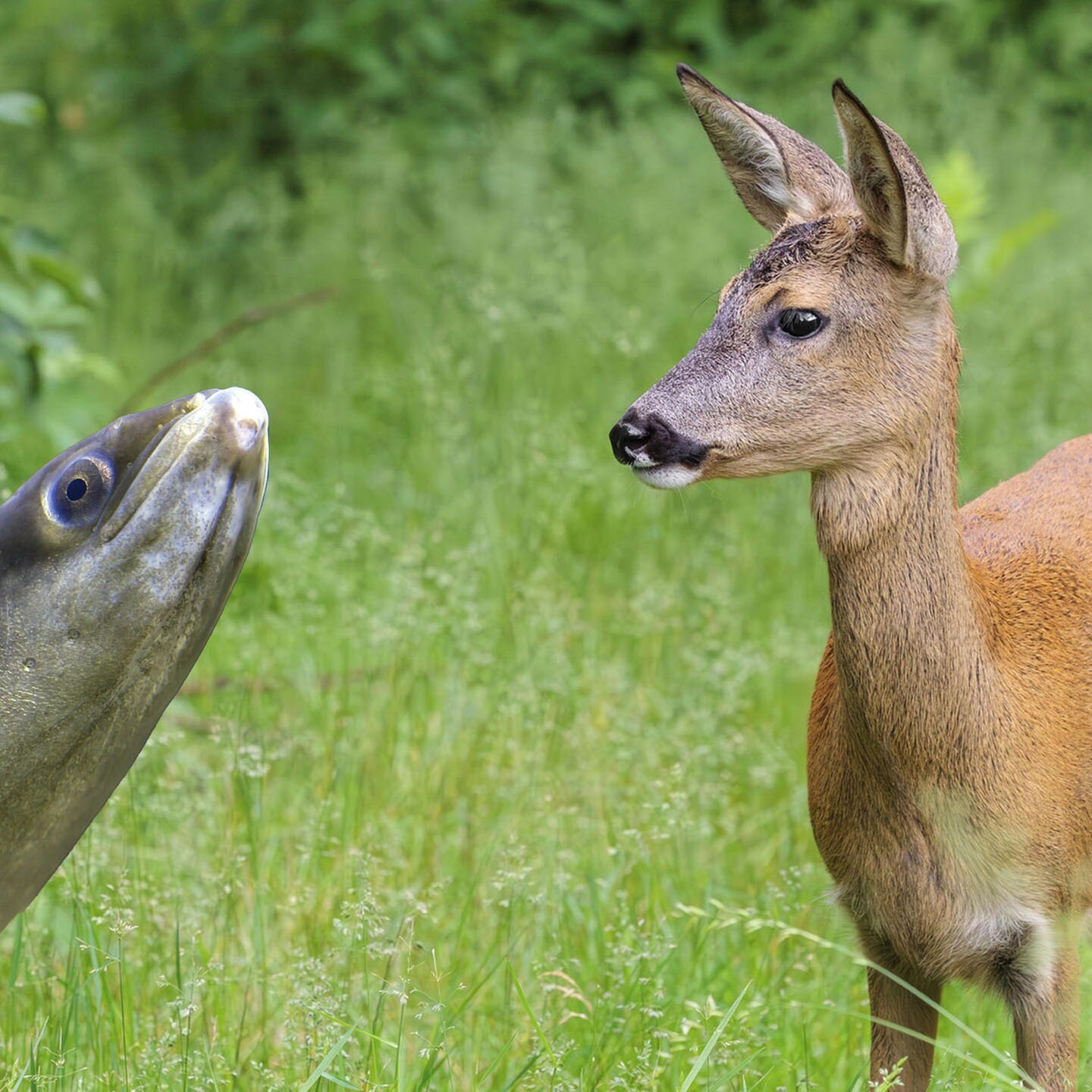 Die Tierdocs: Reh und Aal sind unzertrennlich episode artwork