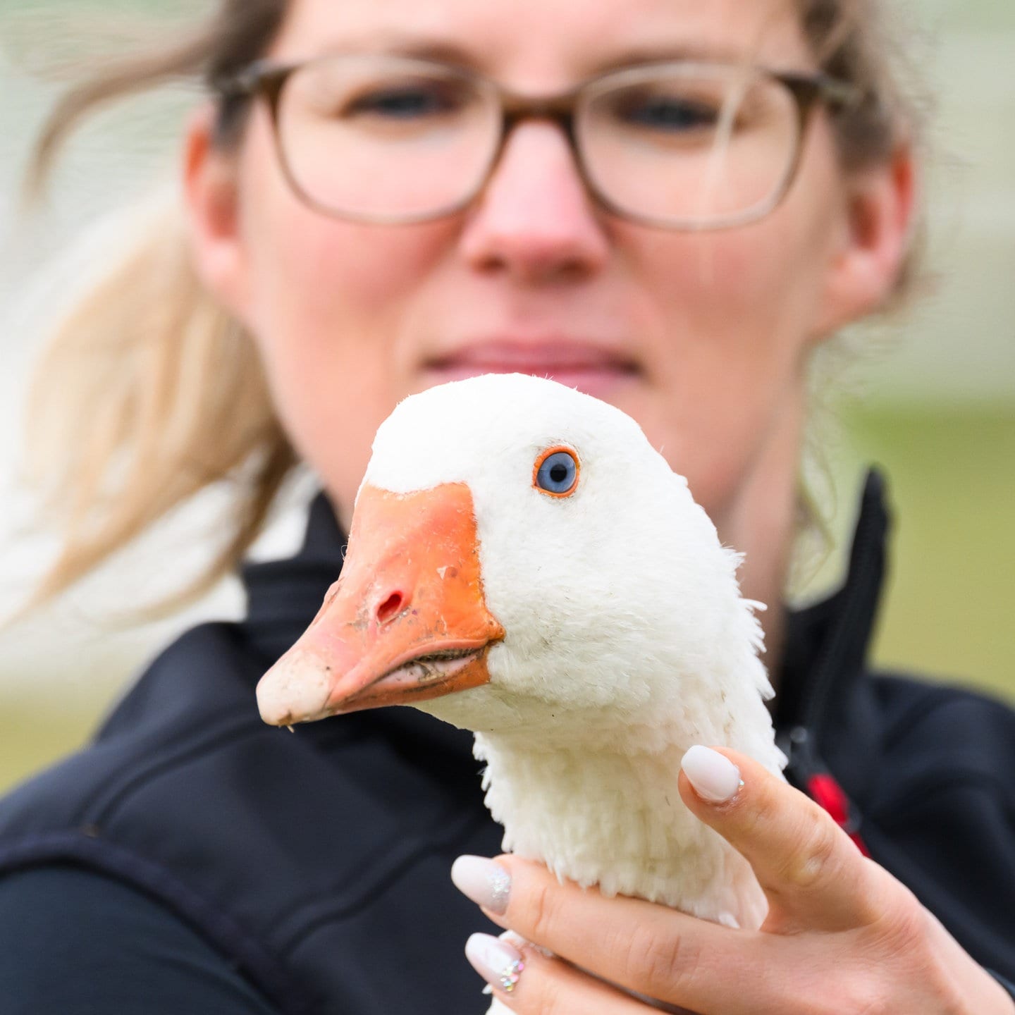 Die Tierdocs: Achtsame Gans episode artwork