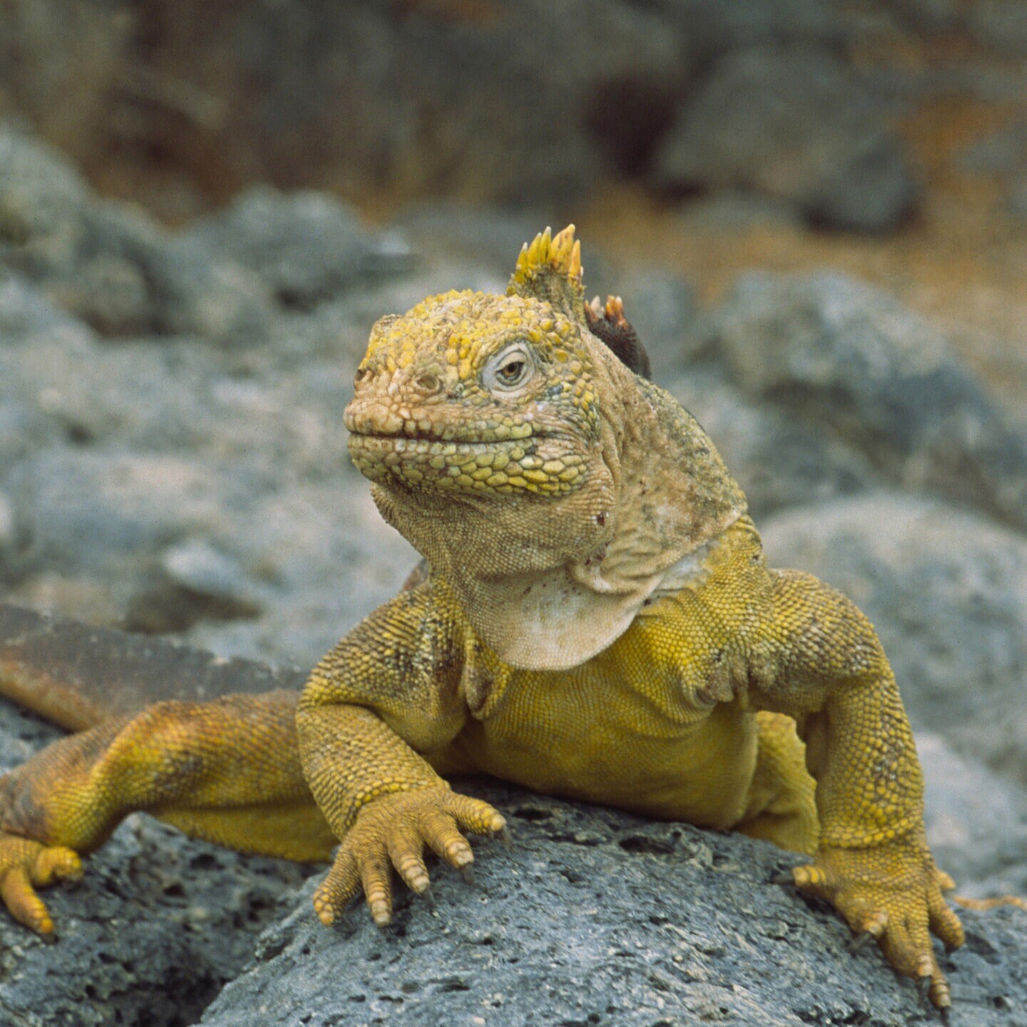 Die Tierdocs: Leguan ist fürsorglich episode artwork