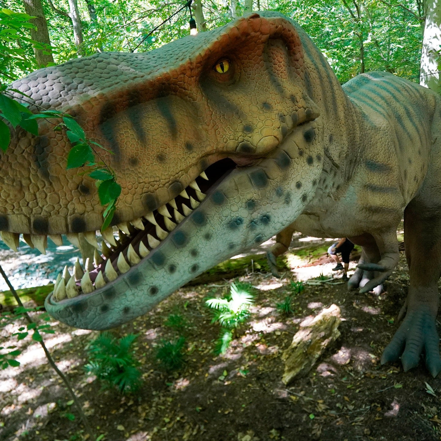 Die Tierdocs: Raubsaurier trinkt nicht episode artwork