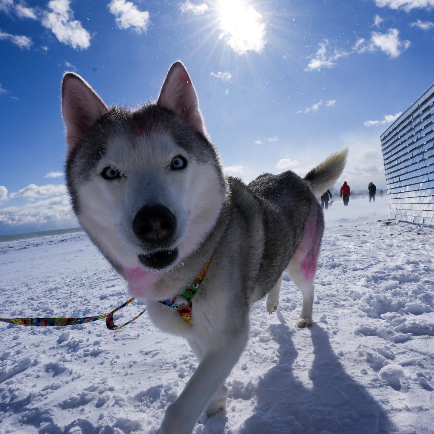Die Tierdocs: Husky frisst zu viele Pommes episode artwork