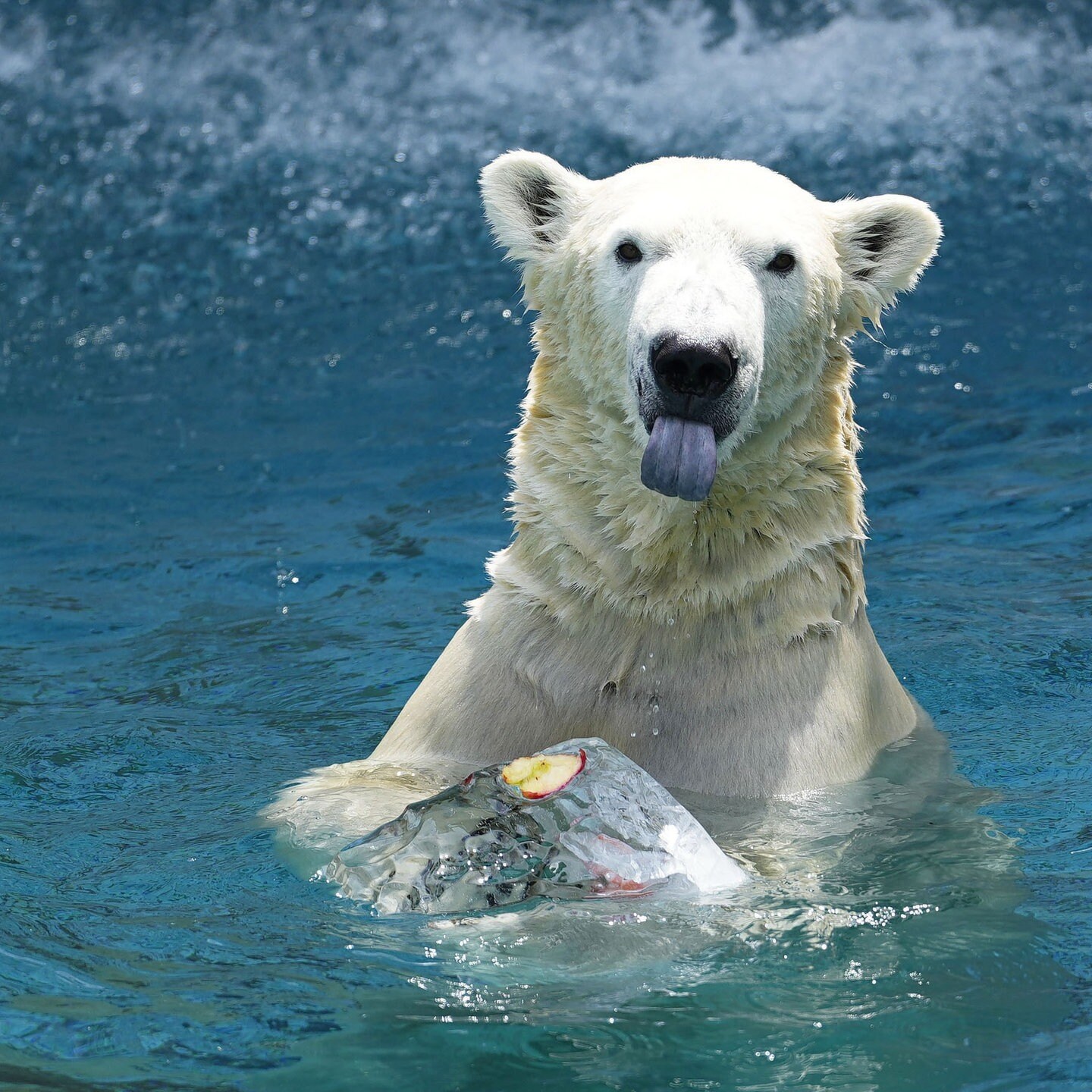 Die Tierdocs: Eisbär hat viele Probleme episode artwork