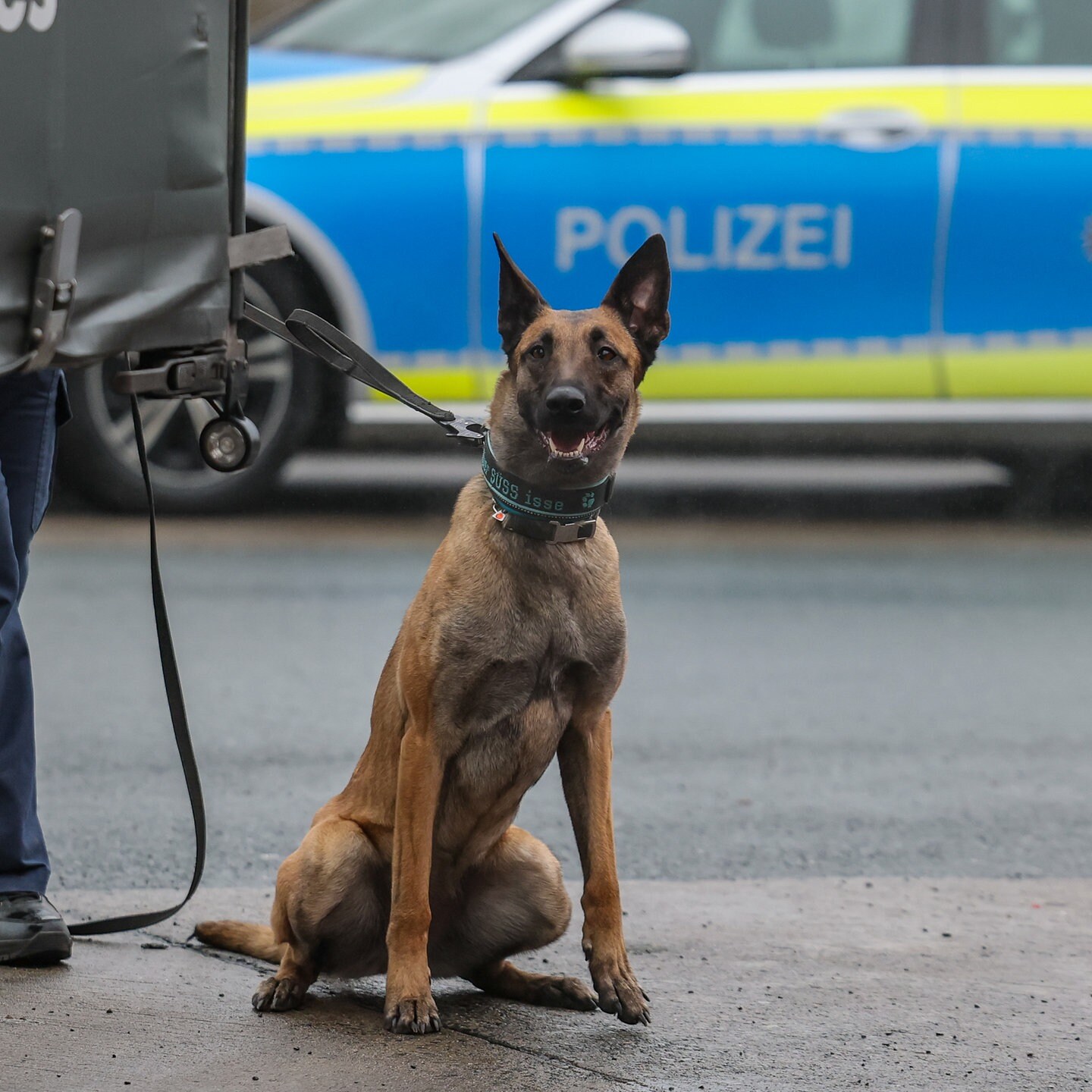 Die Tierdocs: Schäferhund beißt nicht episode artwork