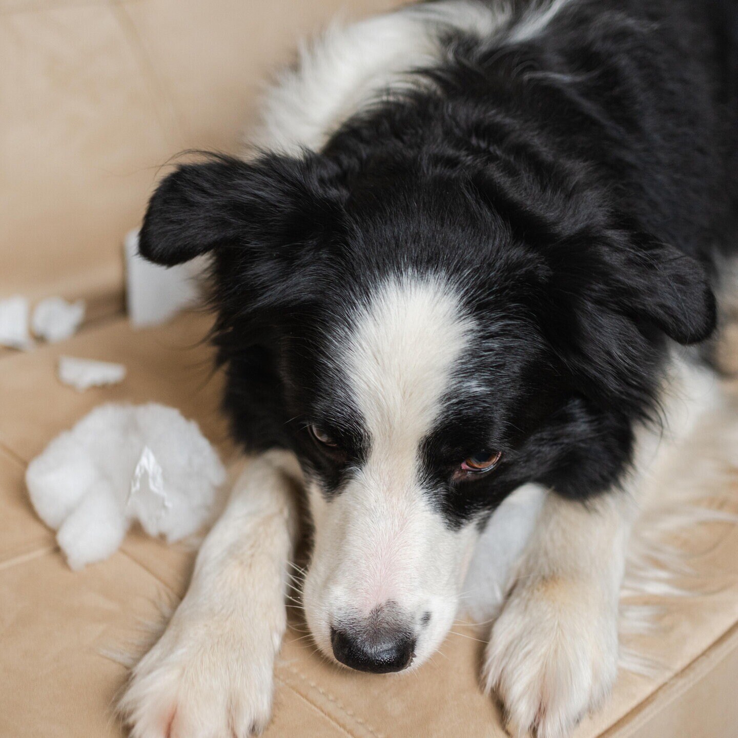 Die Tierdocs: Hund frisst Druckerpapier episode artwork