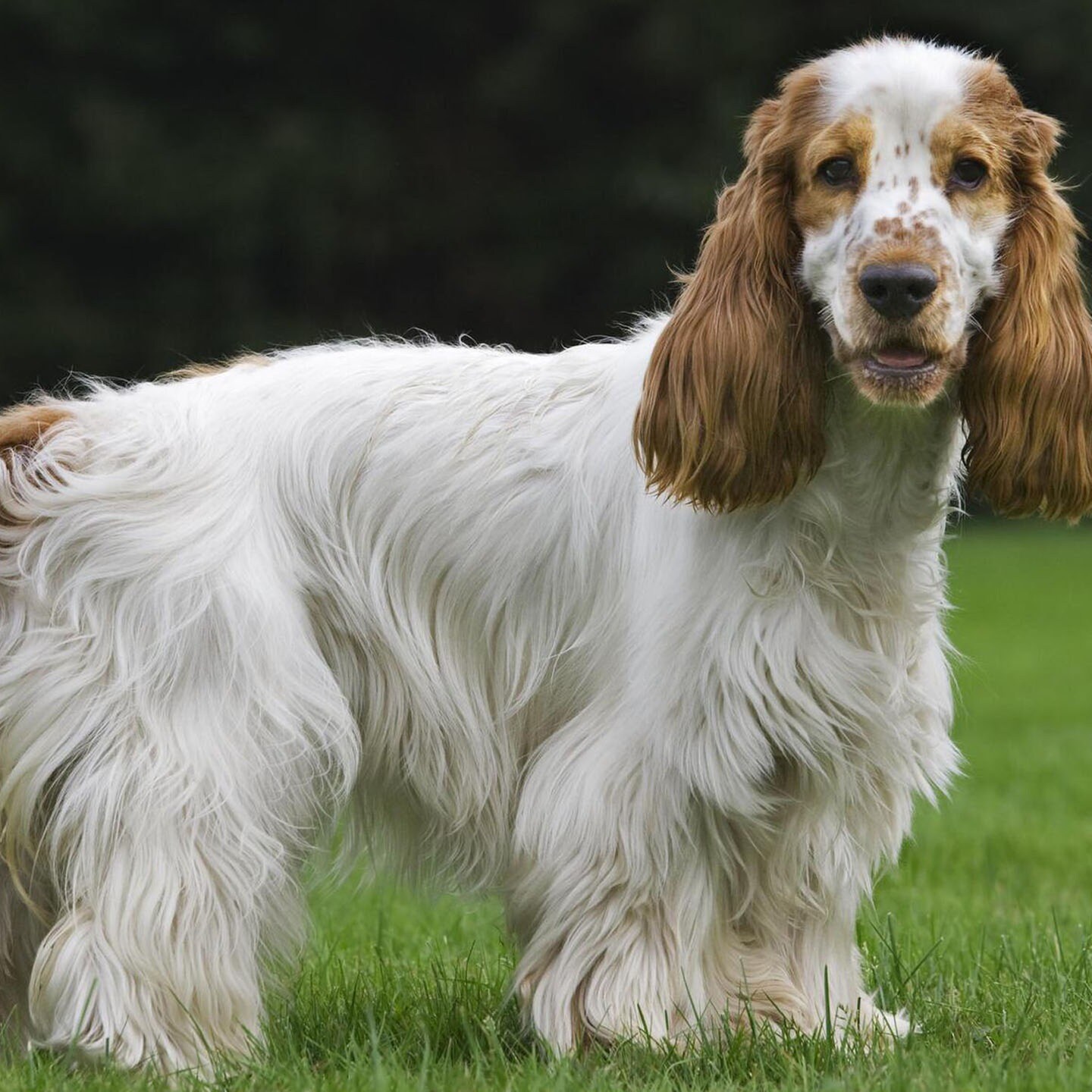 Die Tierdocs: Spaniel ist spielsüchtig episode artwork