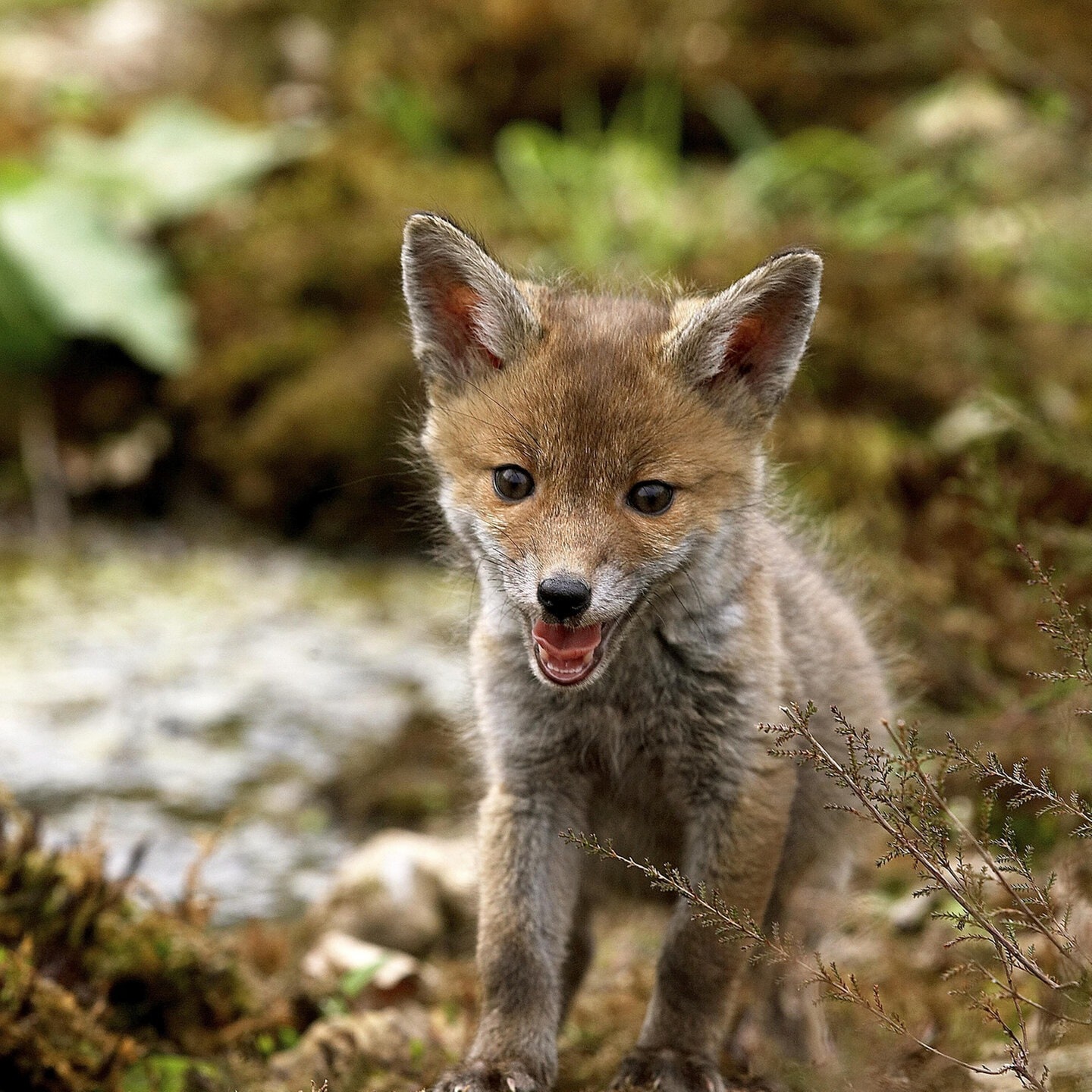 Die Tierdocs: Fuchs ist bewaffnet episode artwork