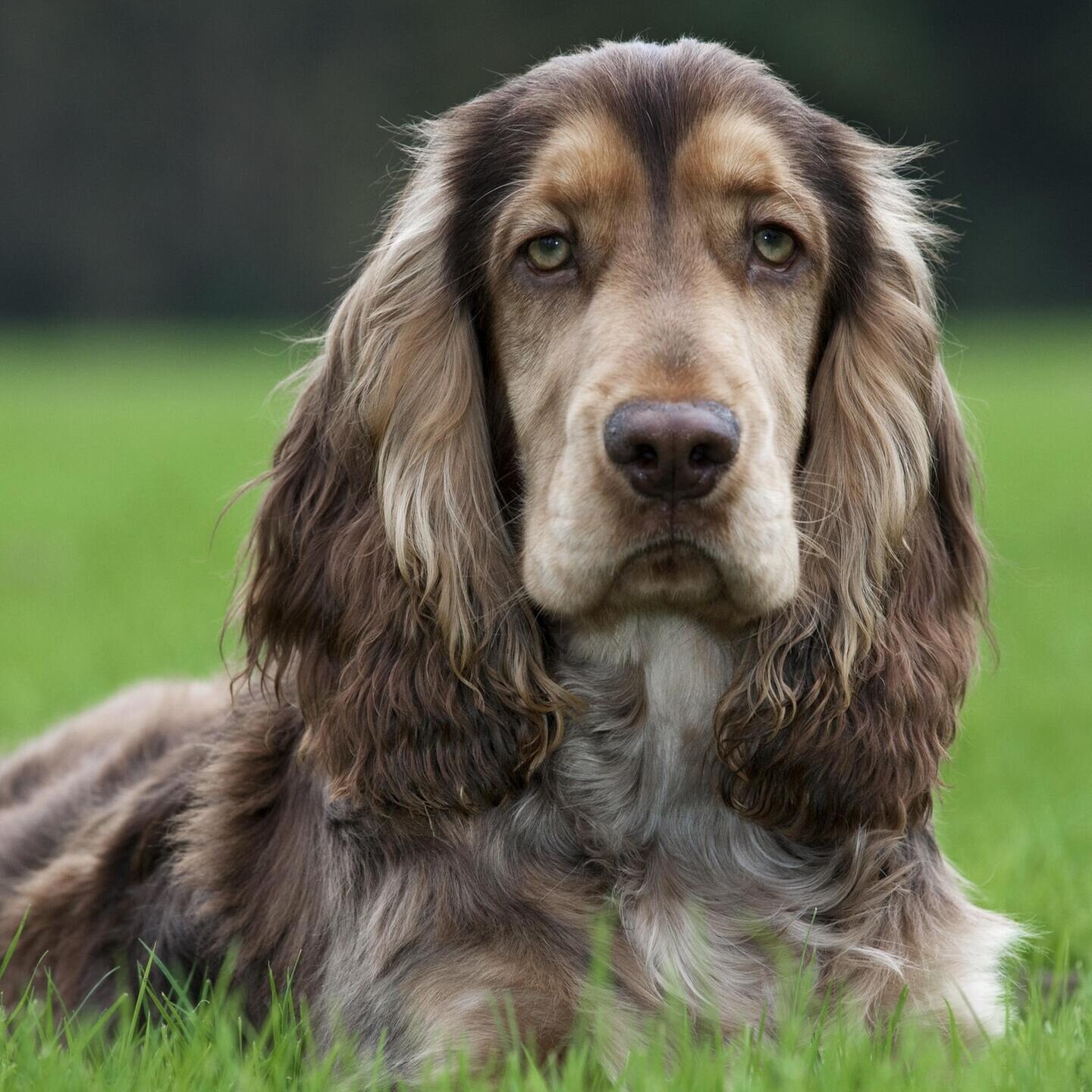 Die Tierdocs: Spaniel bellt komisch episode artwork
