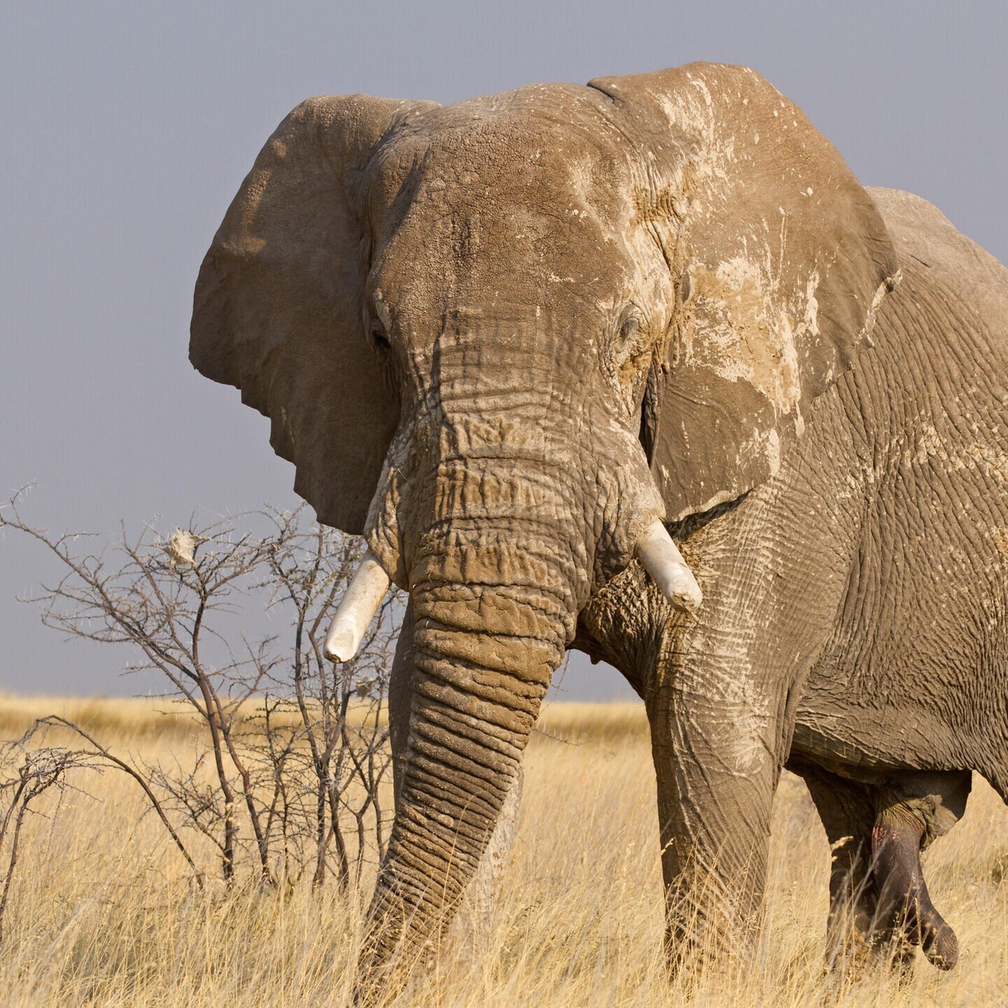 Die Tierdocs: Elefant wird nicht beachtet episode artwork