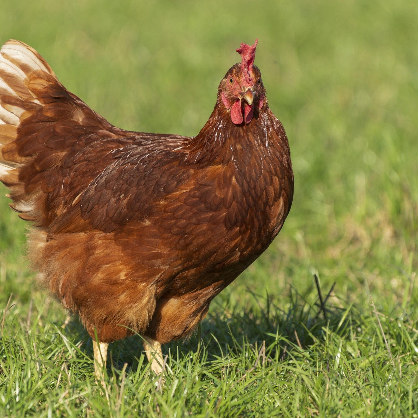 Die Tierdocs: Huhn will nicht raus episode artwork