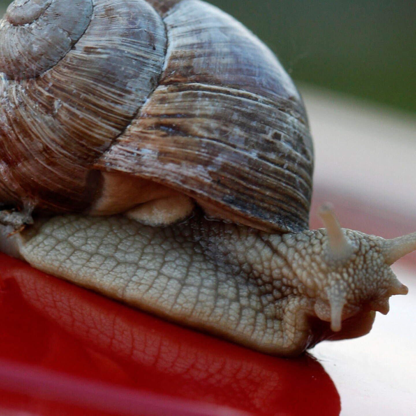 Die Tierdocs: Schnecke zerkratzt Auto episode artwork