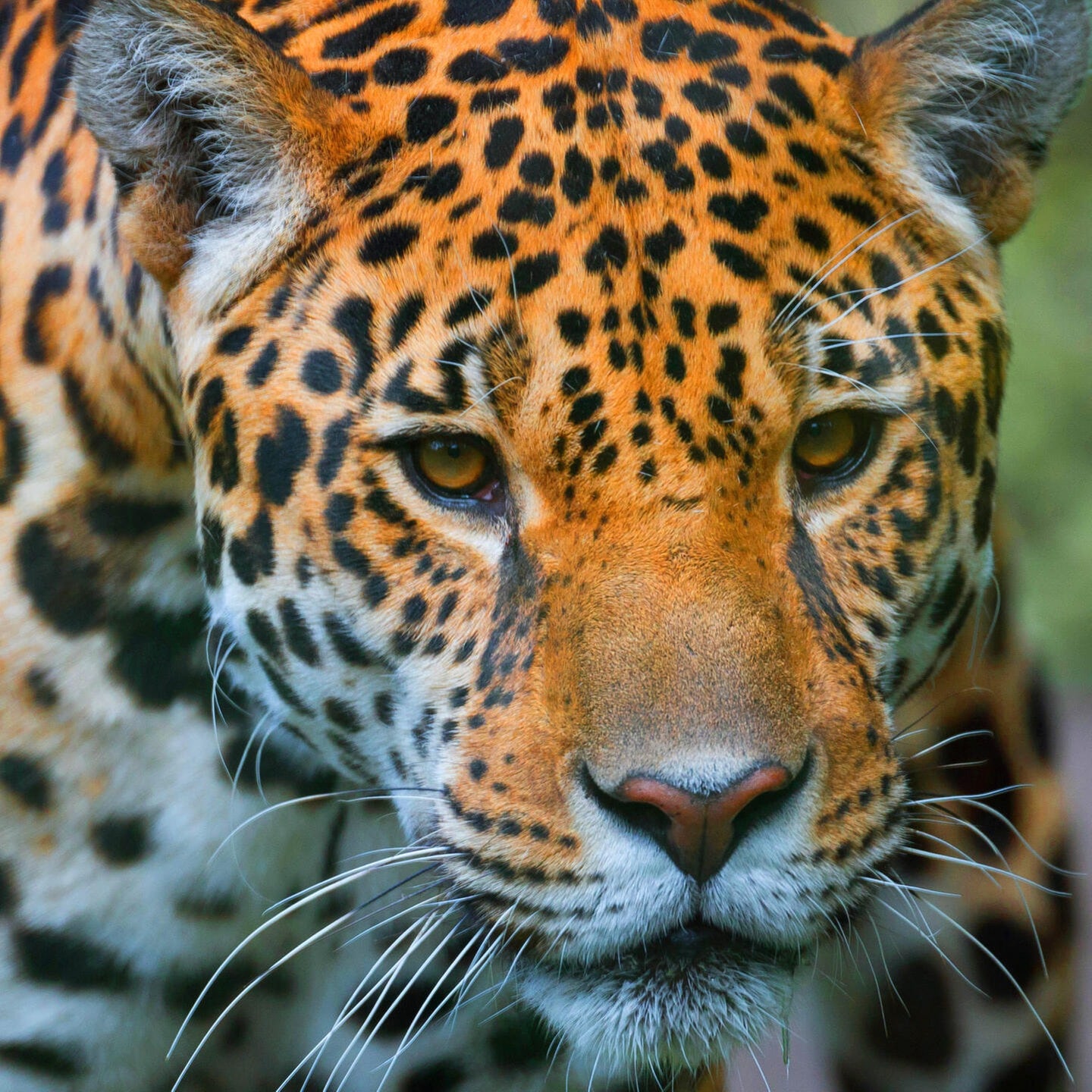 Die Tierdocs: Leopard riecht komisch episode artwork