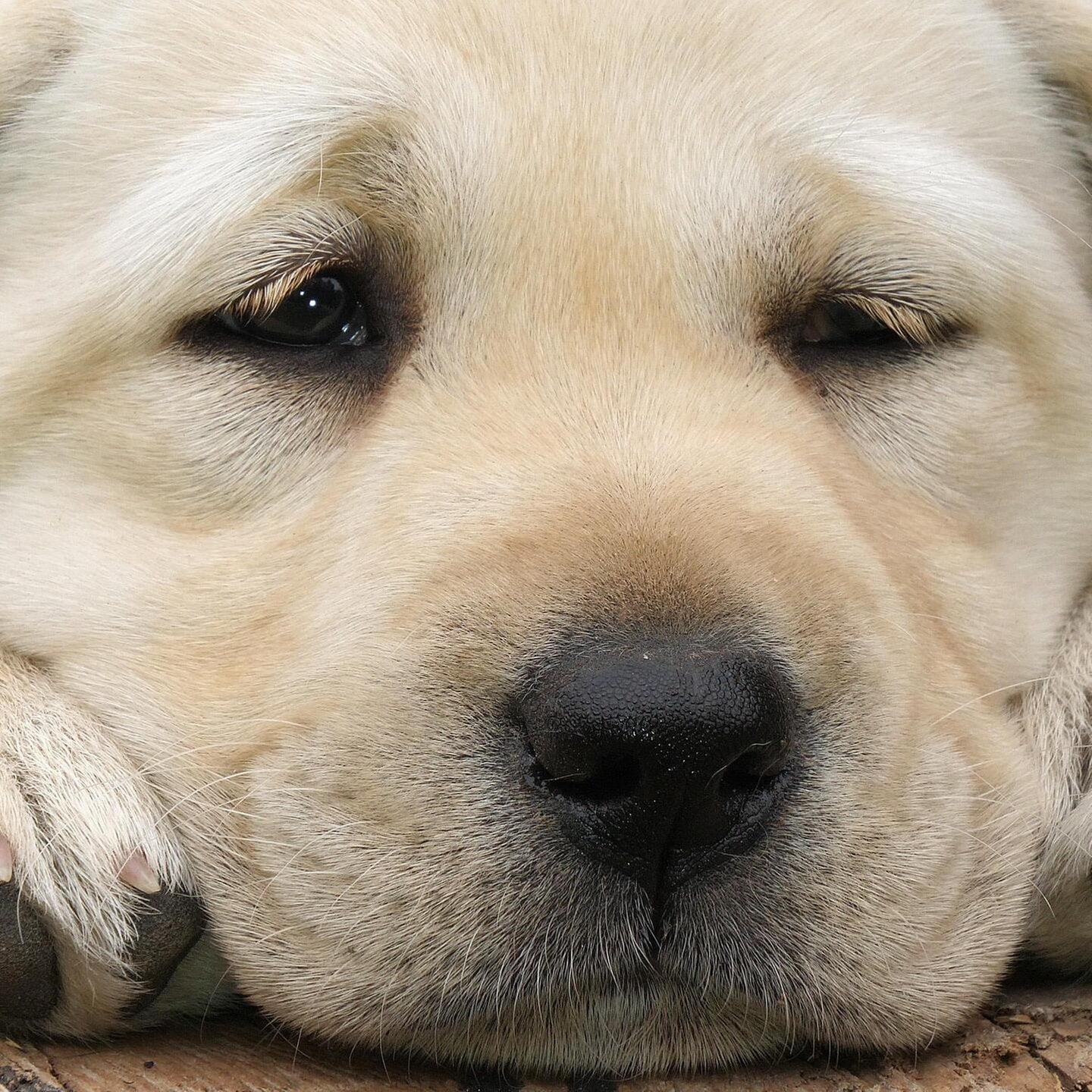 Die Tierdocs: Hund ist vergesslich episode artwork