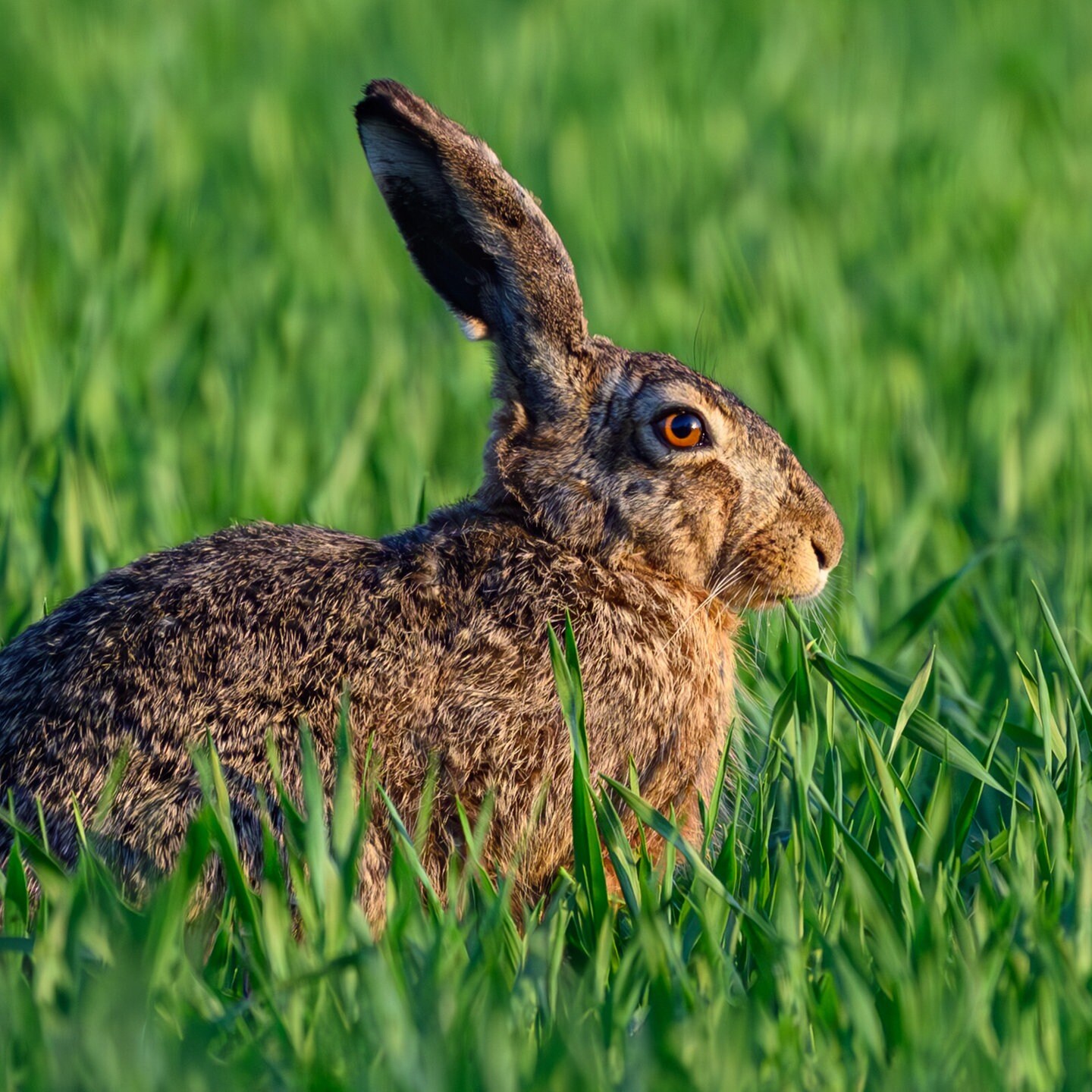Die Tierdocs: Hase verliert Hose episode artwork