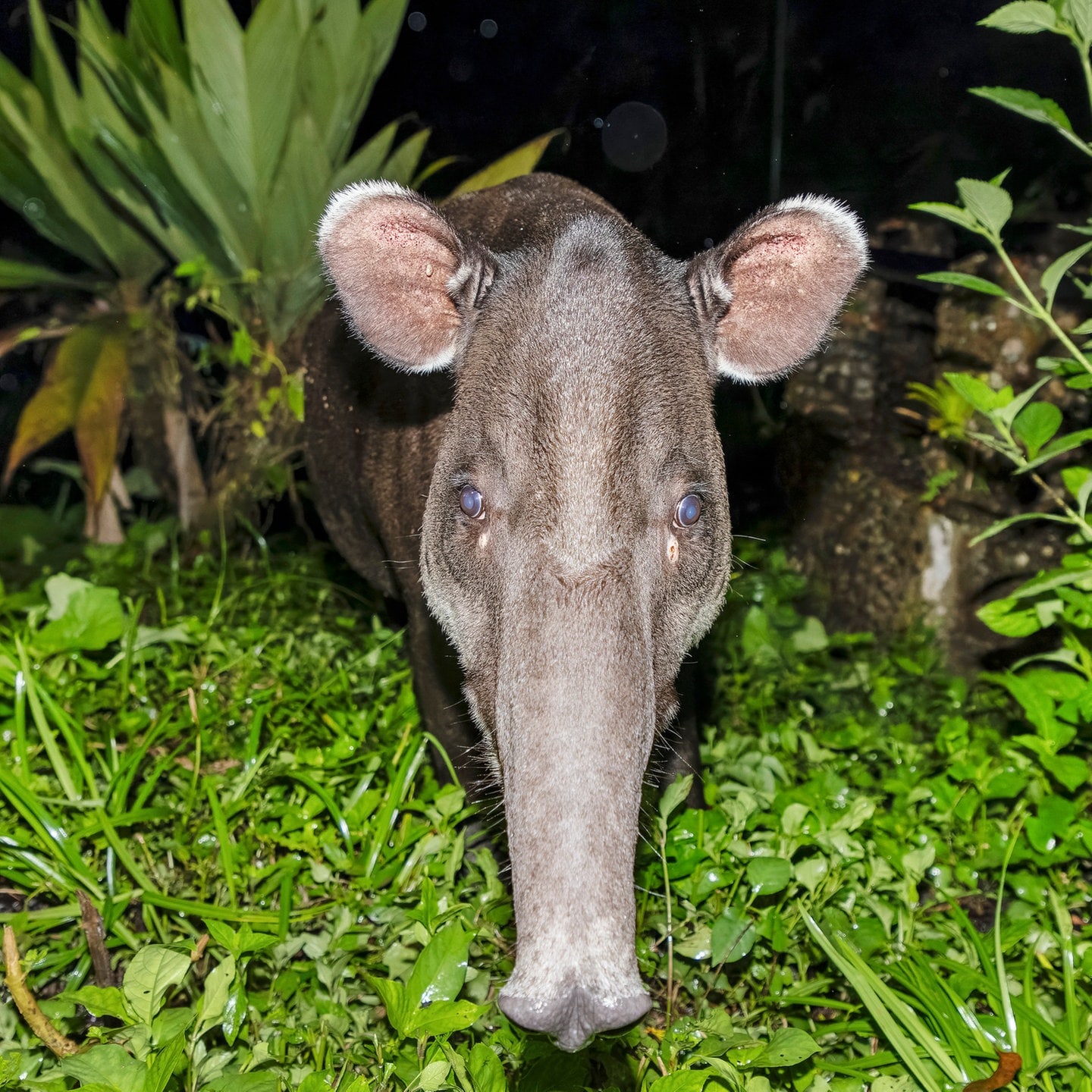 Die Tierdocs: Tapir frisst ständig Fleeschknepp episode artwork