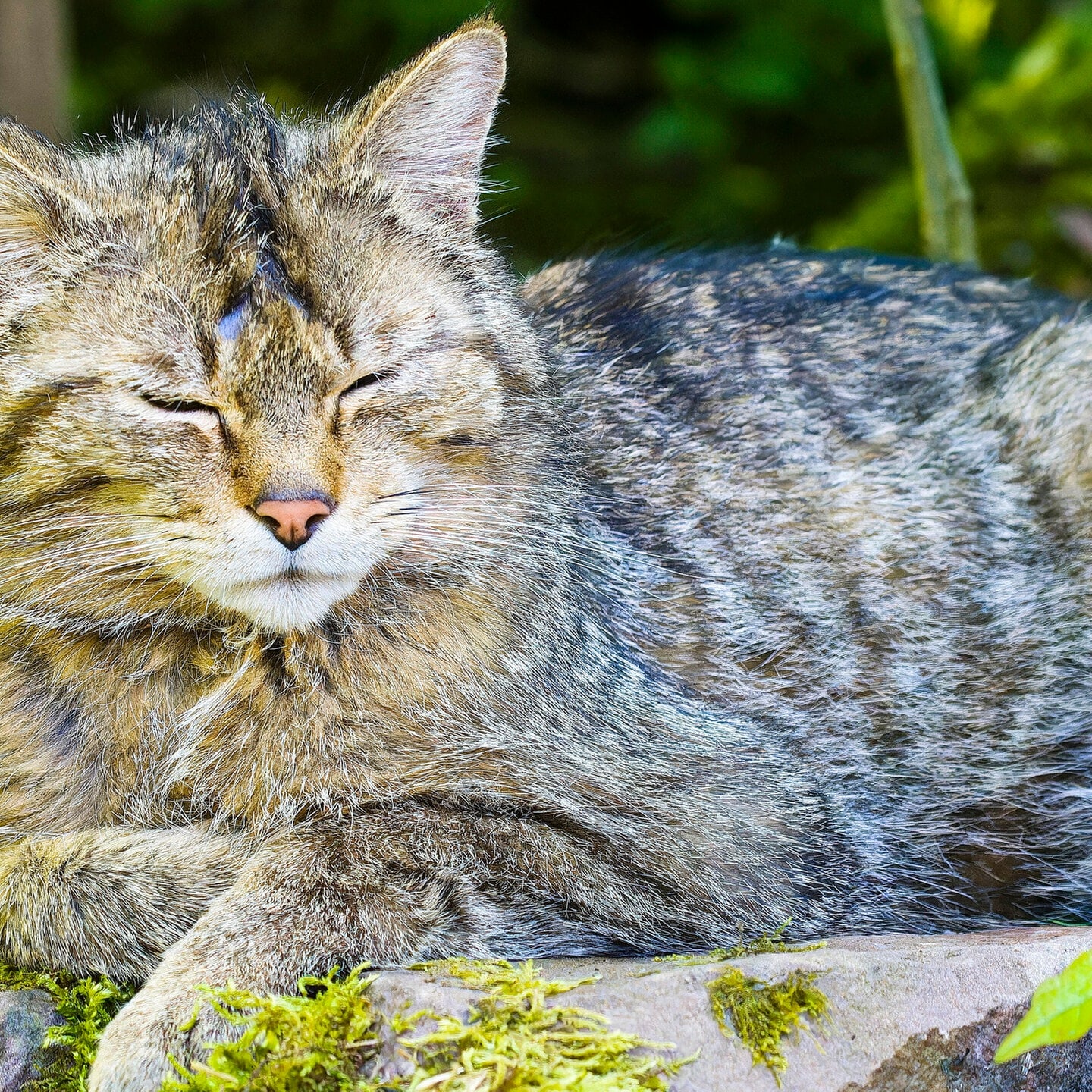 Die Tierdocs: Katze schnurrt nicht episode artwork