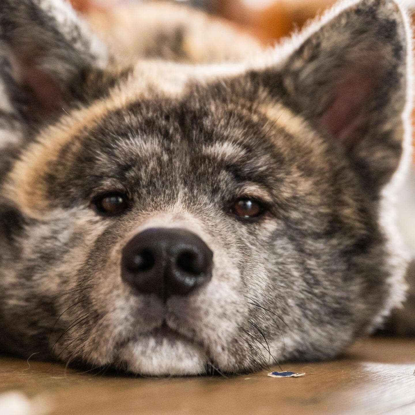 Die Tierdocs: Akita will Käfighaltung episode artwork