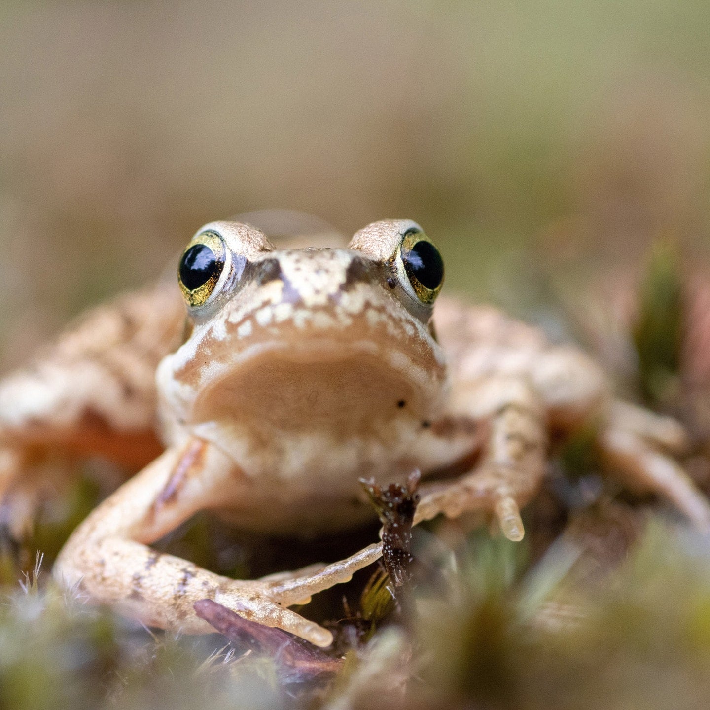 Die Tierdocs: Grasfrosch legt sich auf Augen episode artwork