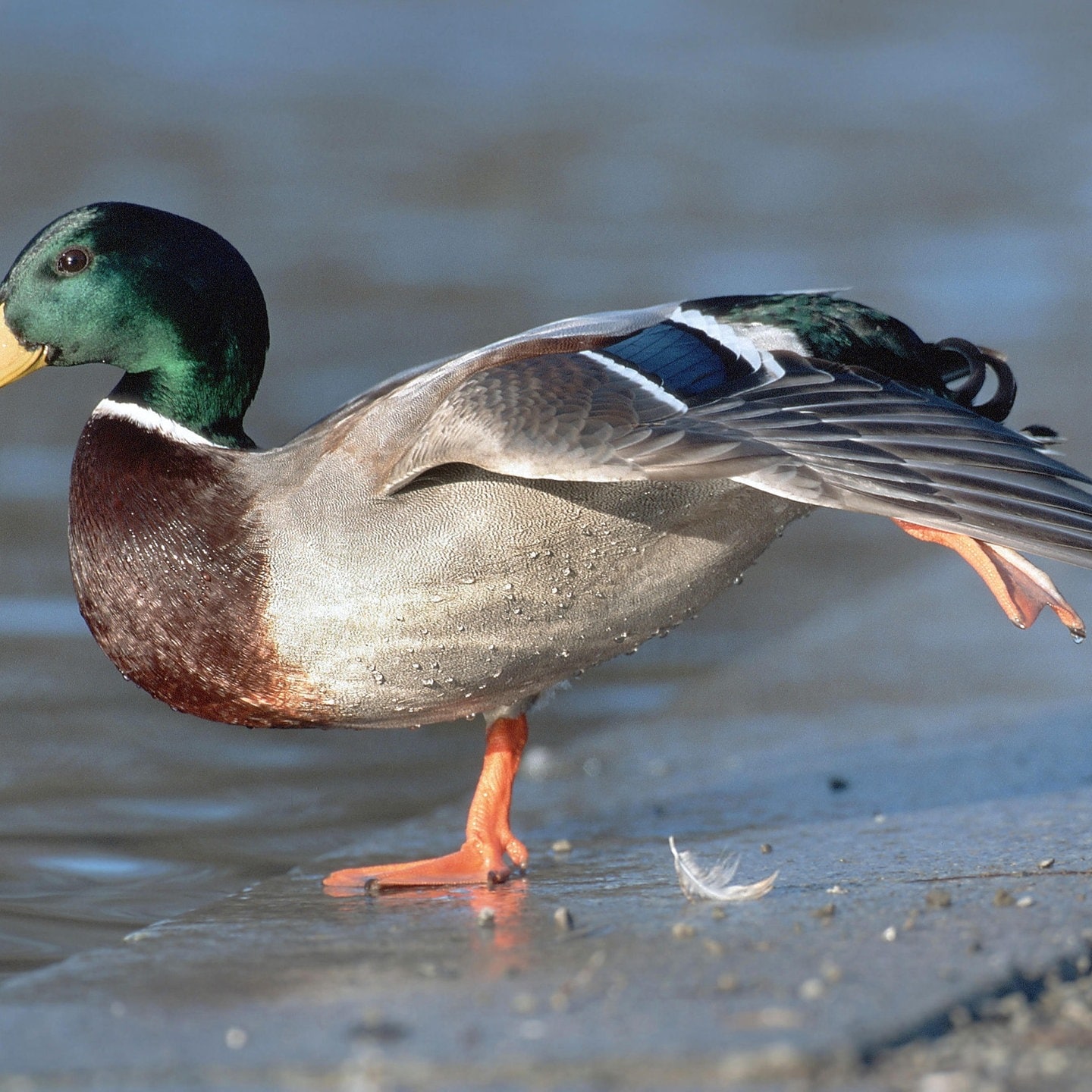 Die Tierdocs: Ente humpelt episode artwork