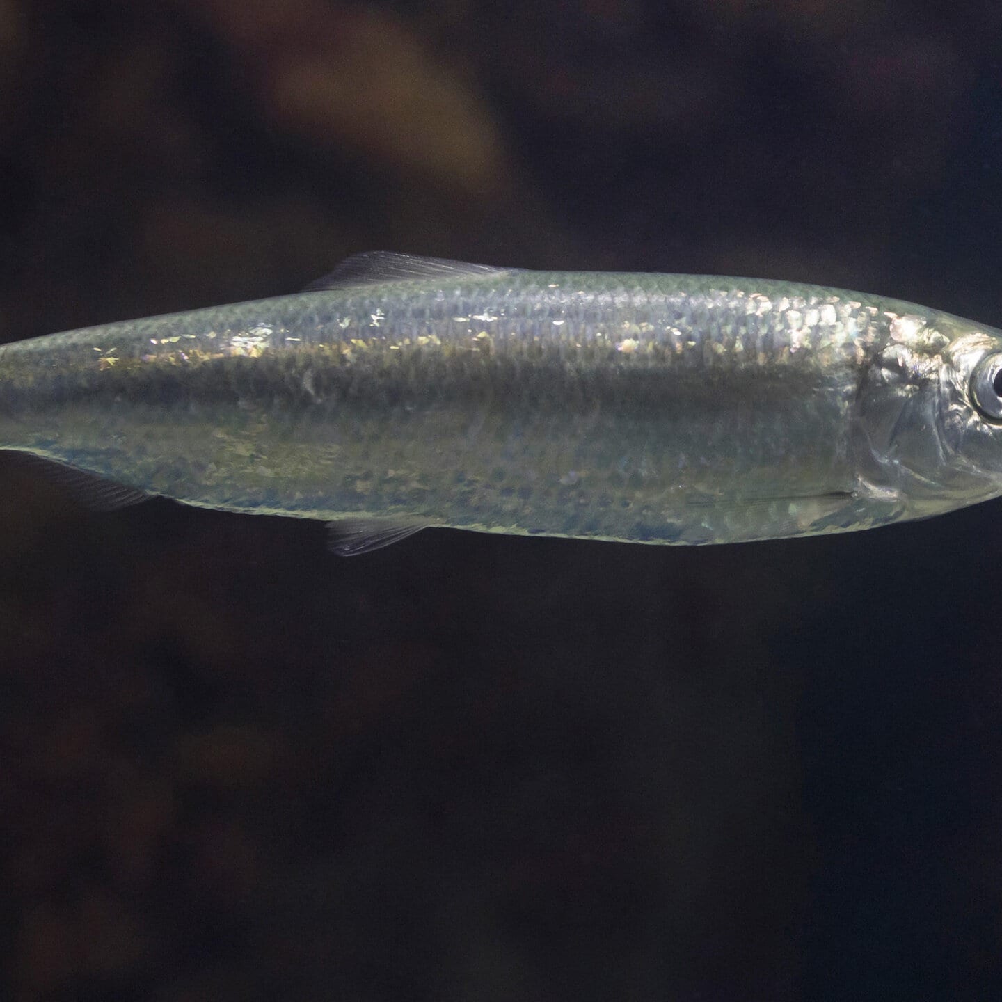 Die Tierdocs: Fisch will campen episode artwork