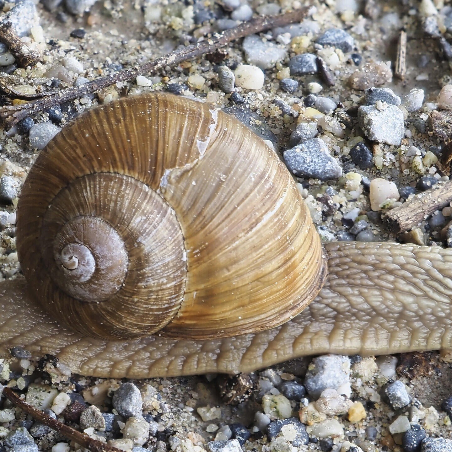 Die Tierdocs: Schnecke kriecht nur auf Ebene episode artwork