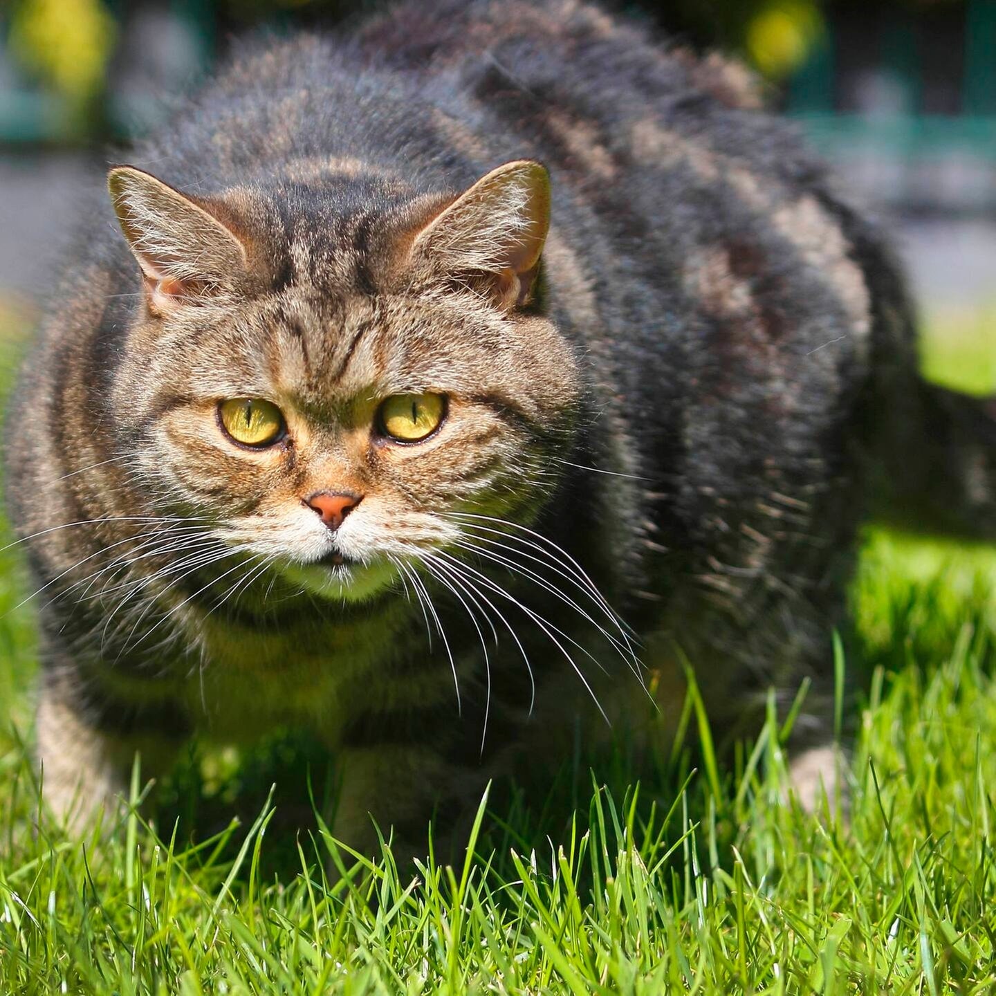 Die Tierdocs: Schwerer Kater episode artwork