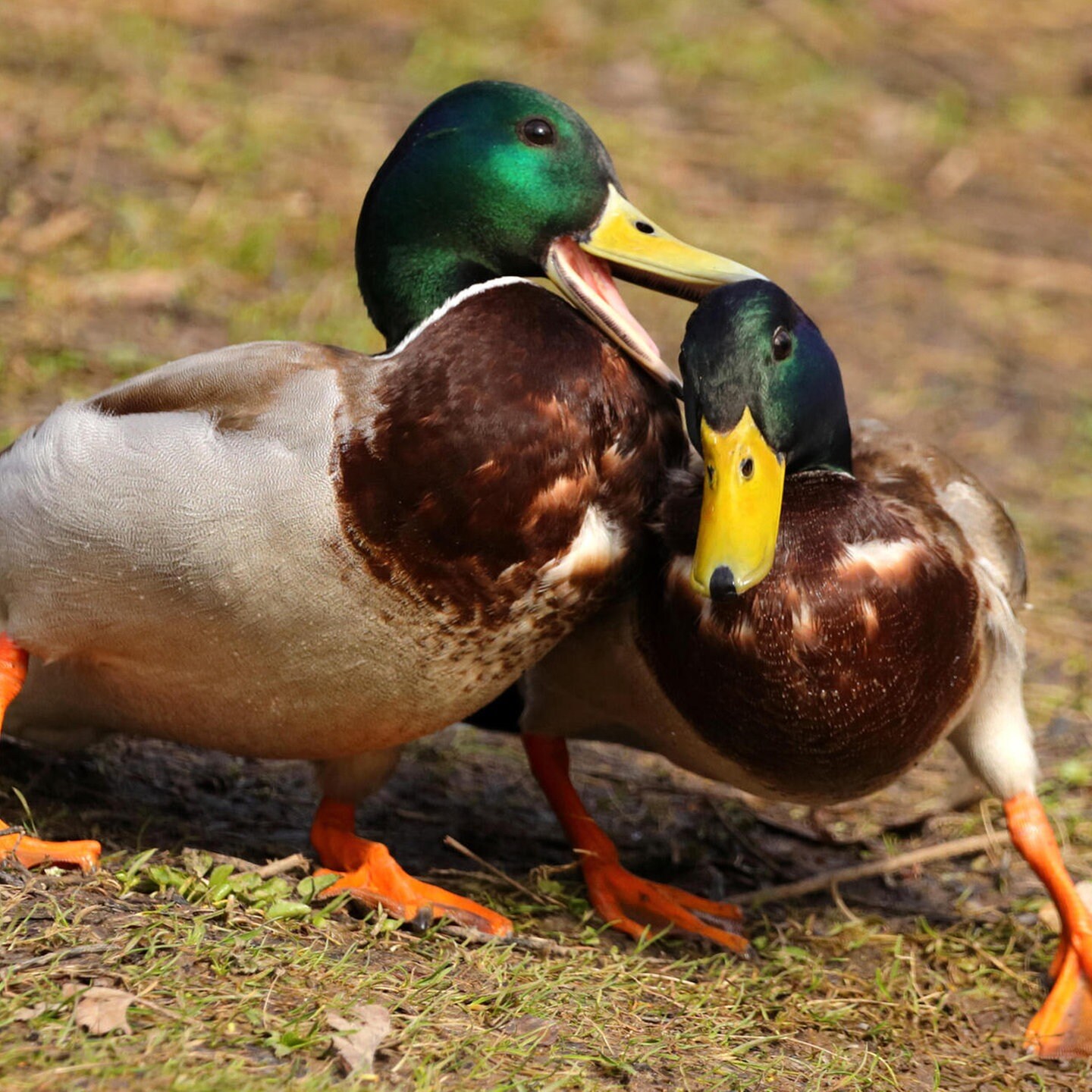 Die Tierdocs: Enten fressen Mehl episode artwork