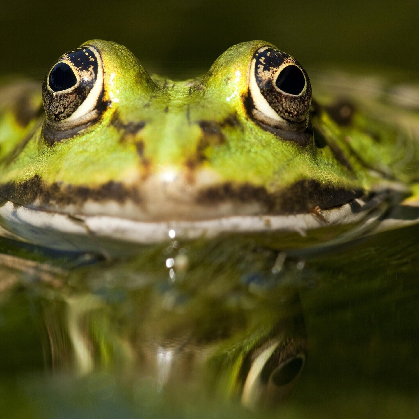 Die Tierdocs: Frosch ist kalt episode artwork