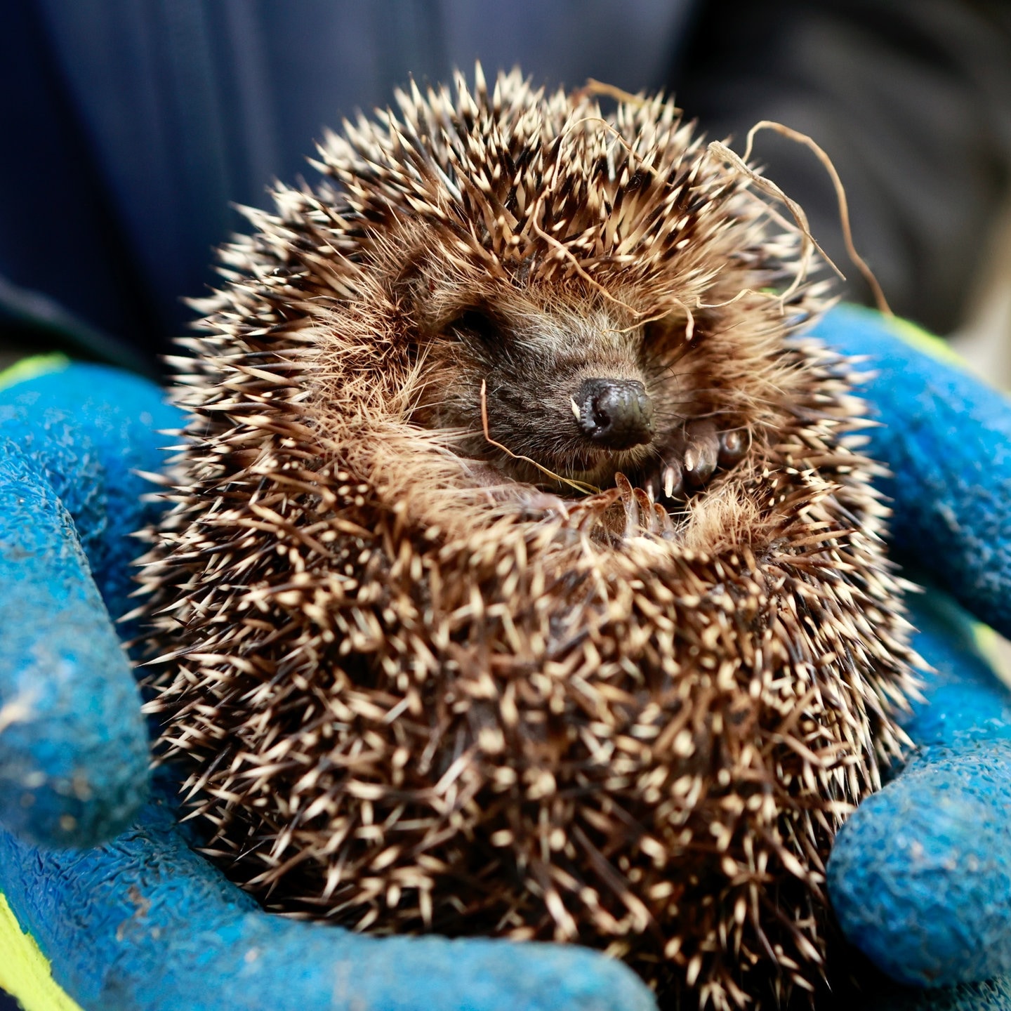 Die Tierdocs: Igel denkt, er könne fliegen episode artwork