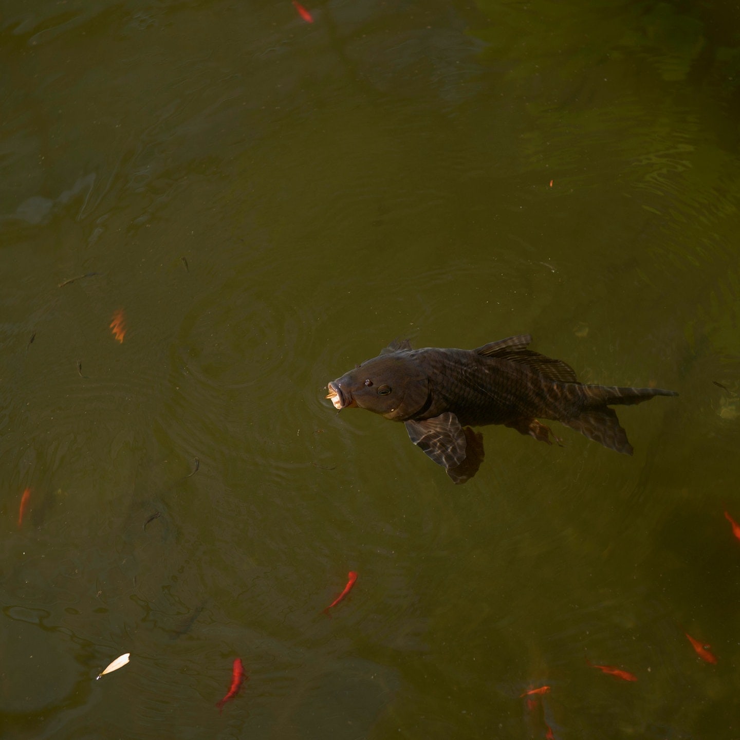 Die Tierdocs: Fisch blubbert irgendwas episode artwork