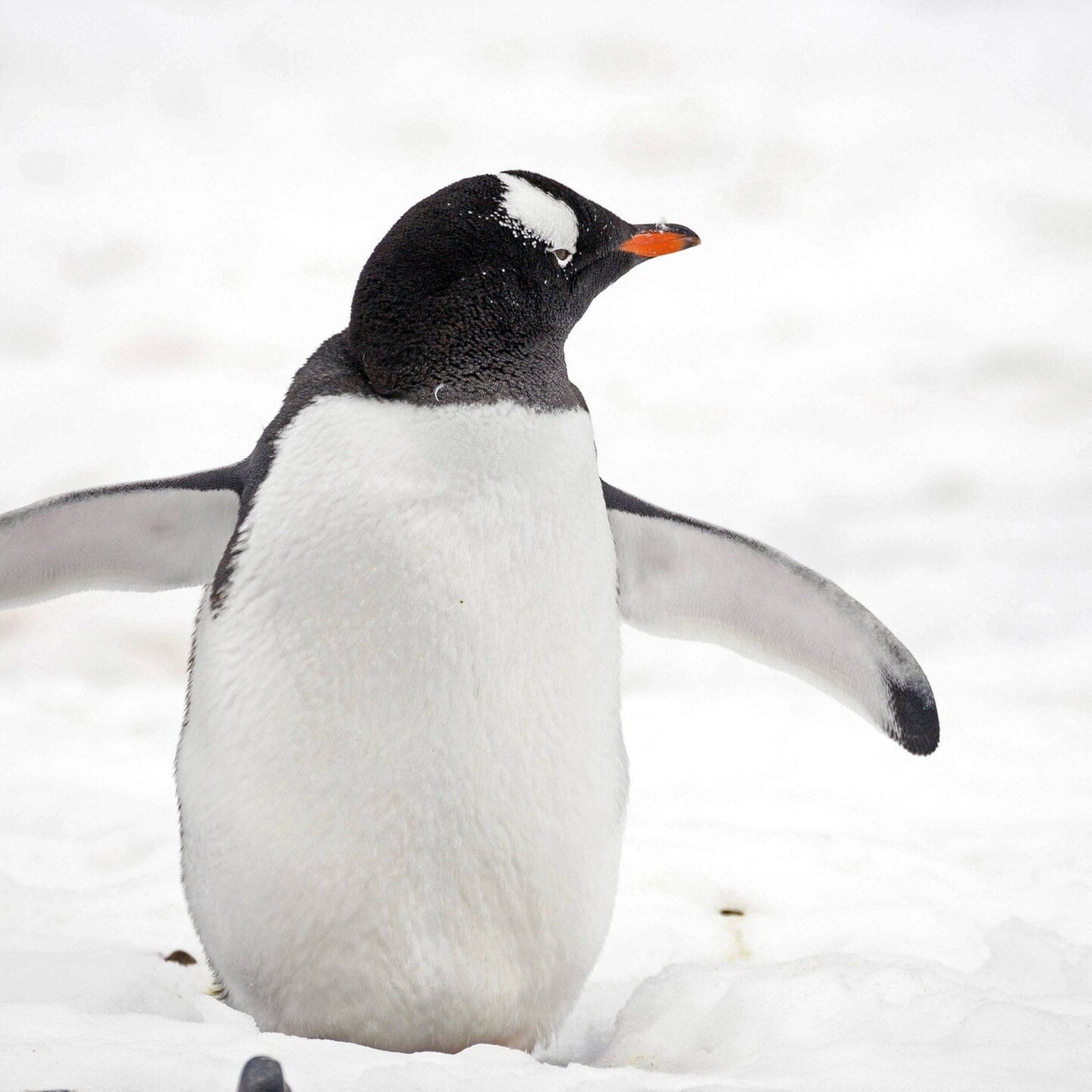Die Tierdocs: Pinguin ist neugierig episode artwork