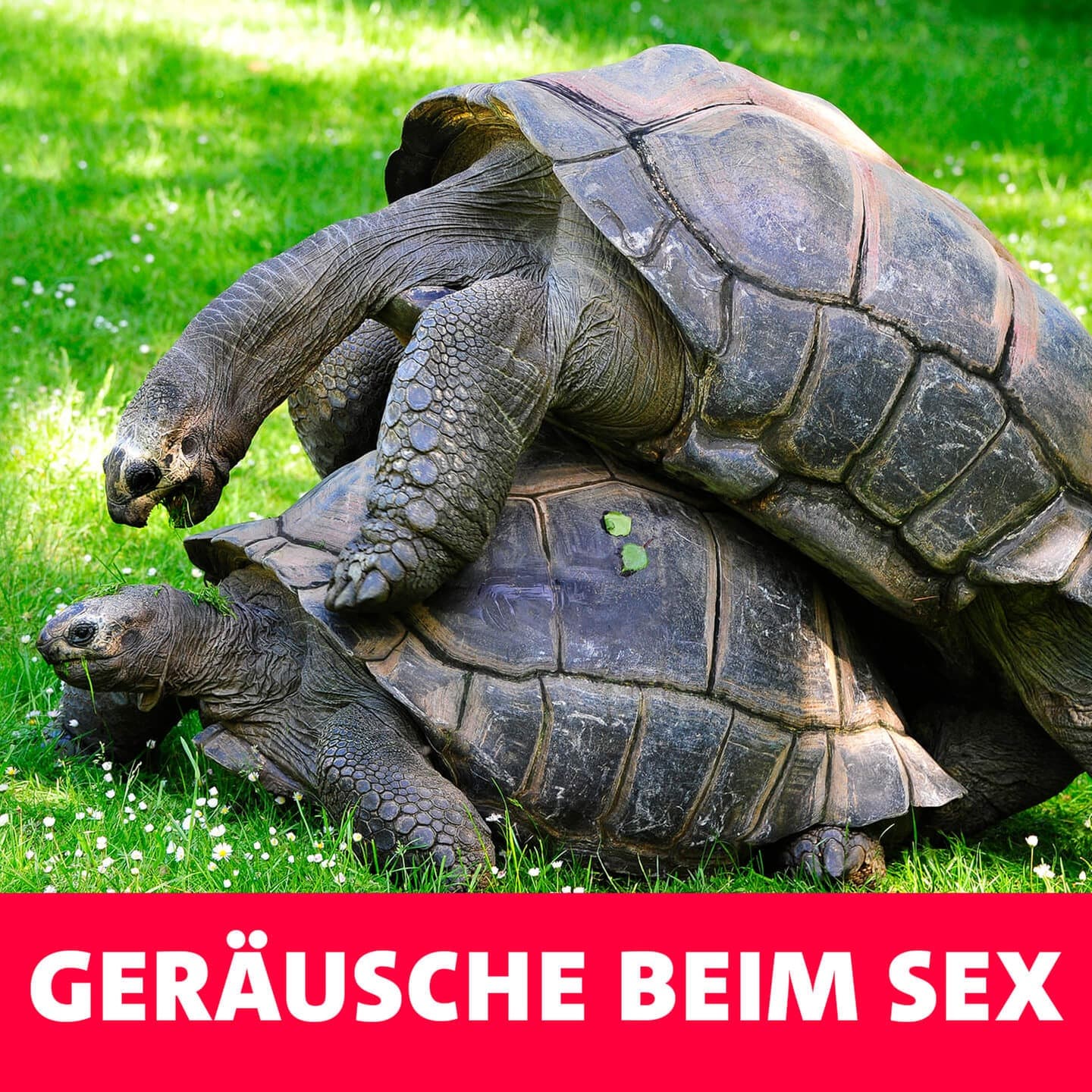 Geräusche beim Sex – zwischen Quietschen und Wolfgeheul episode artwork
