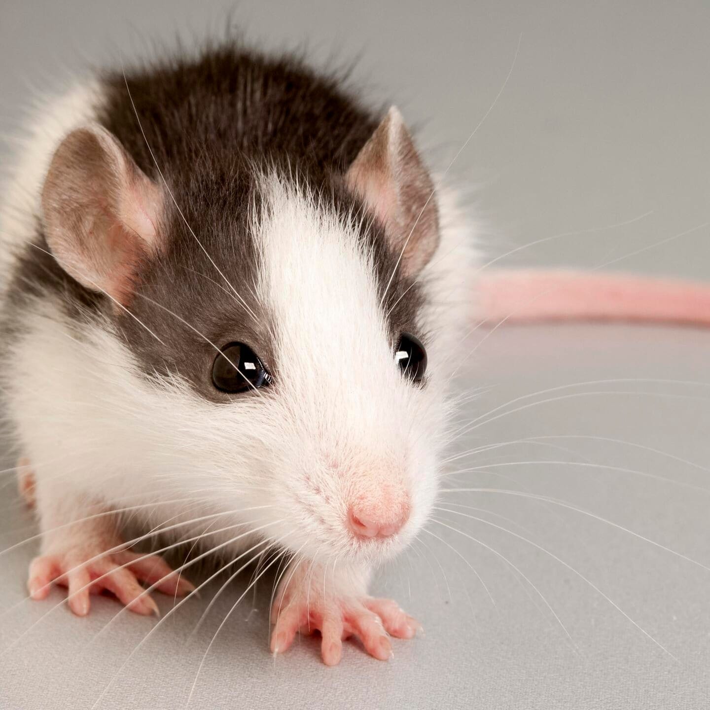 Die Tierdocs: Ratte mit Turnbeutel episode artwork