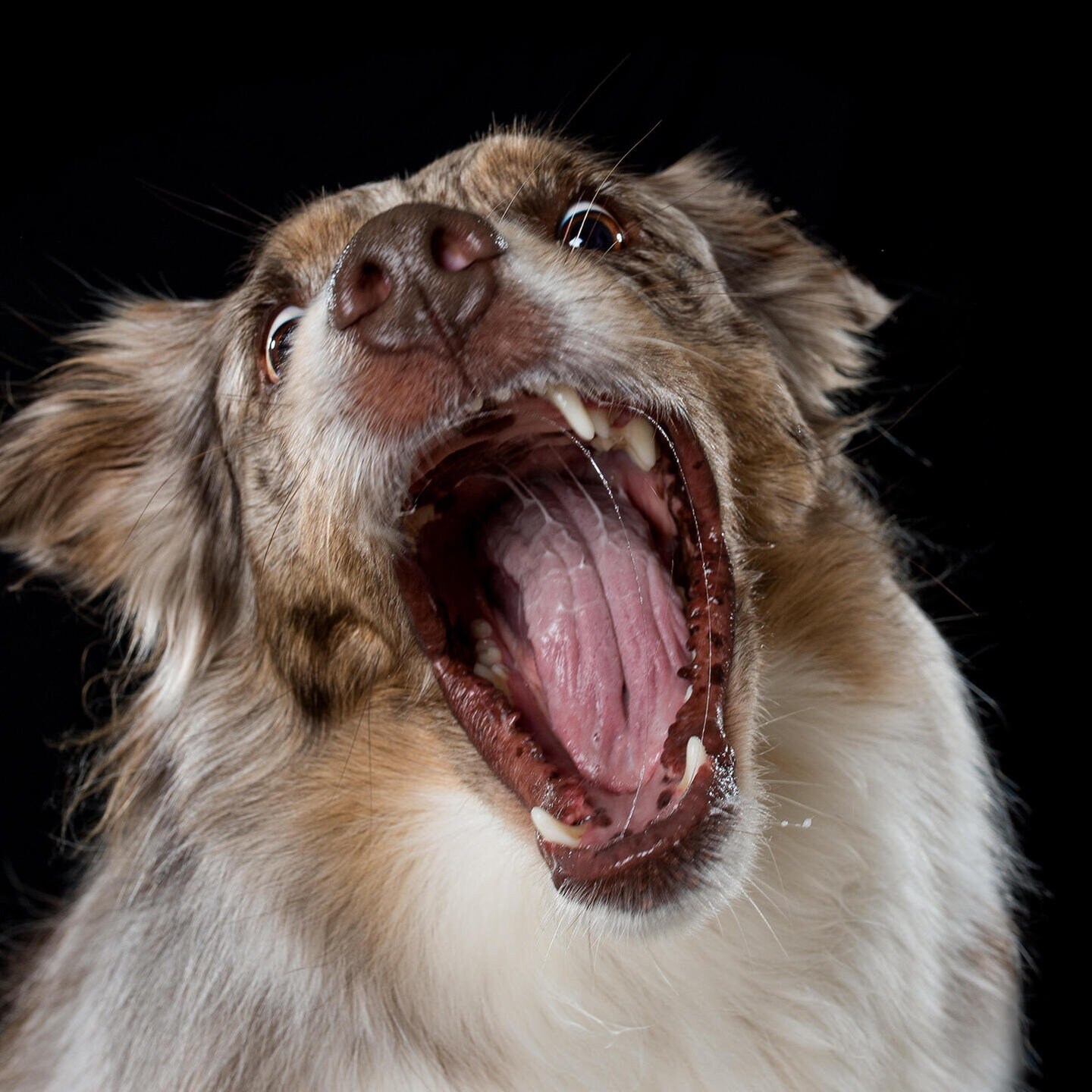 Die Tierdocs: Hund ist aggressiv episode artwork