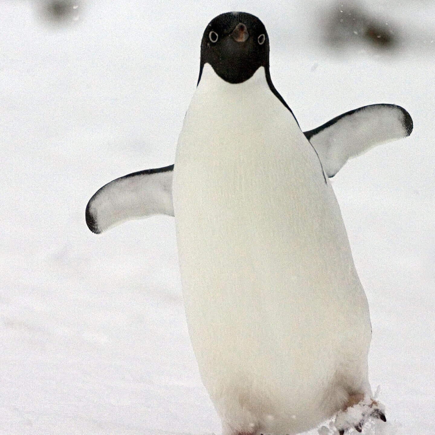 Die Tierdocs: Pinguin büxt aus episode artwork