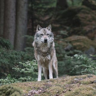 Symbolbild für einen Wolf, der im Schwarzwald einer Person und ihrem Hund begegnet ist. 