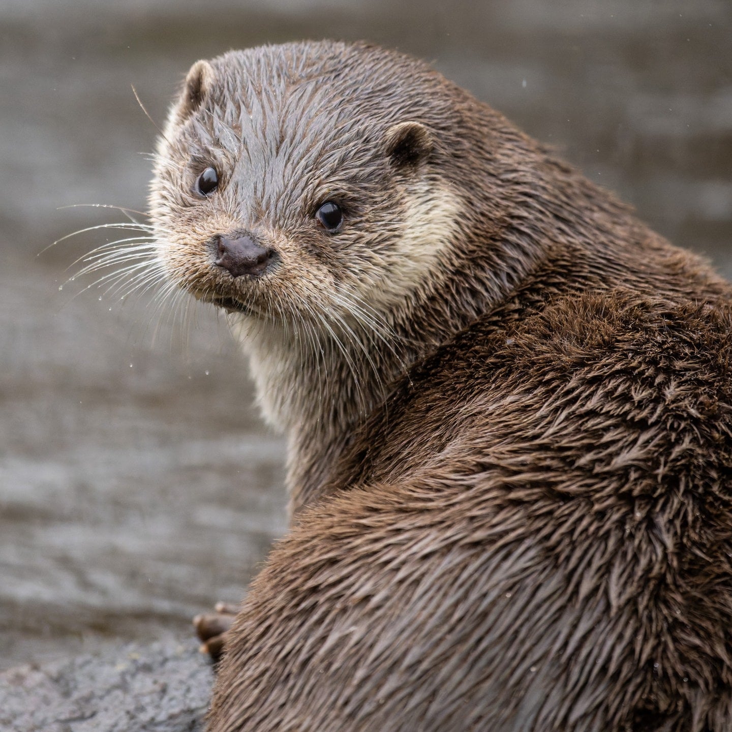 Die Tierdocs: Otter ist durchschnittlich episode artwork