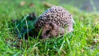 Die Stadt Köln will ein Nachtfahrverbot für Mähroboter einführen und dadurch Igel schützen. 